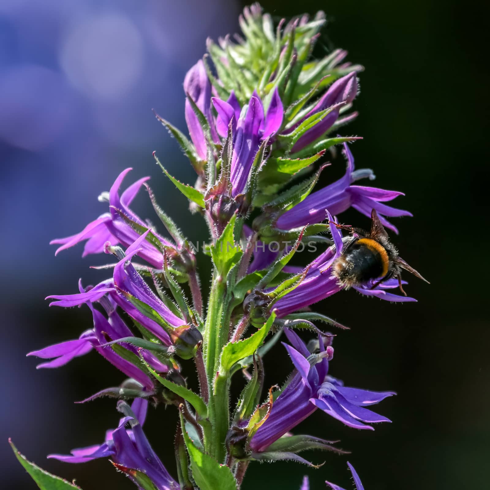 Bee feeding on a blue Lobelia