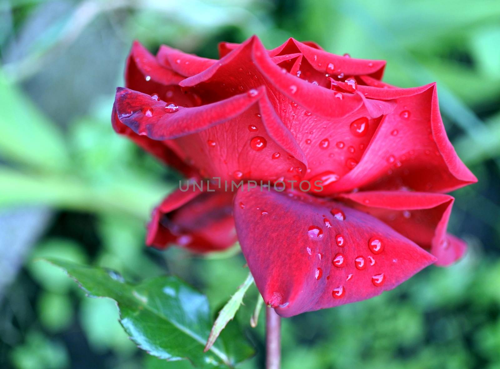 beautiful red rose with rain drops in early morning on green nature background