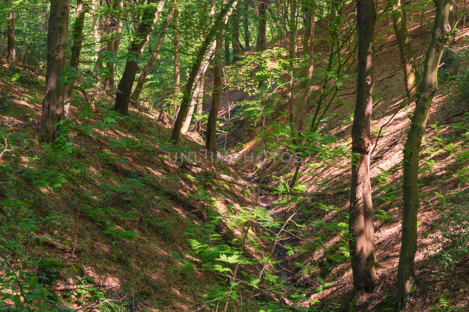 Natural forest area with canyon in the Neander Valley.