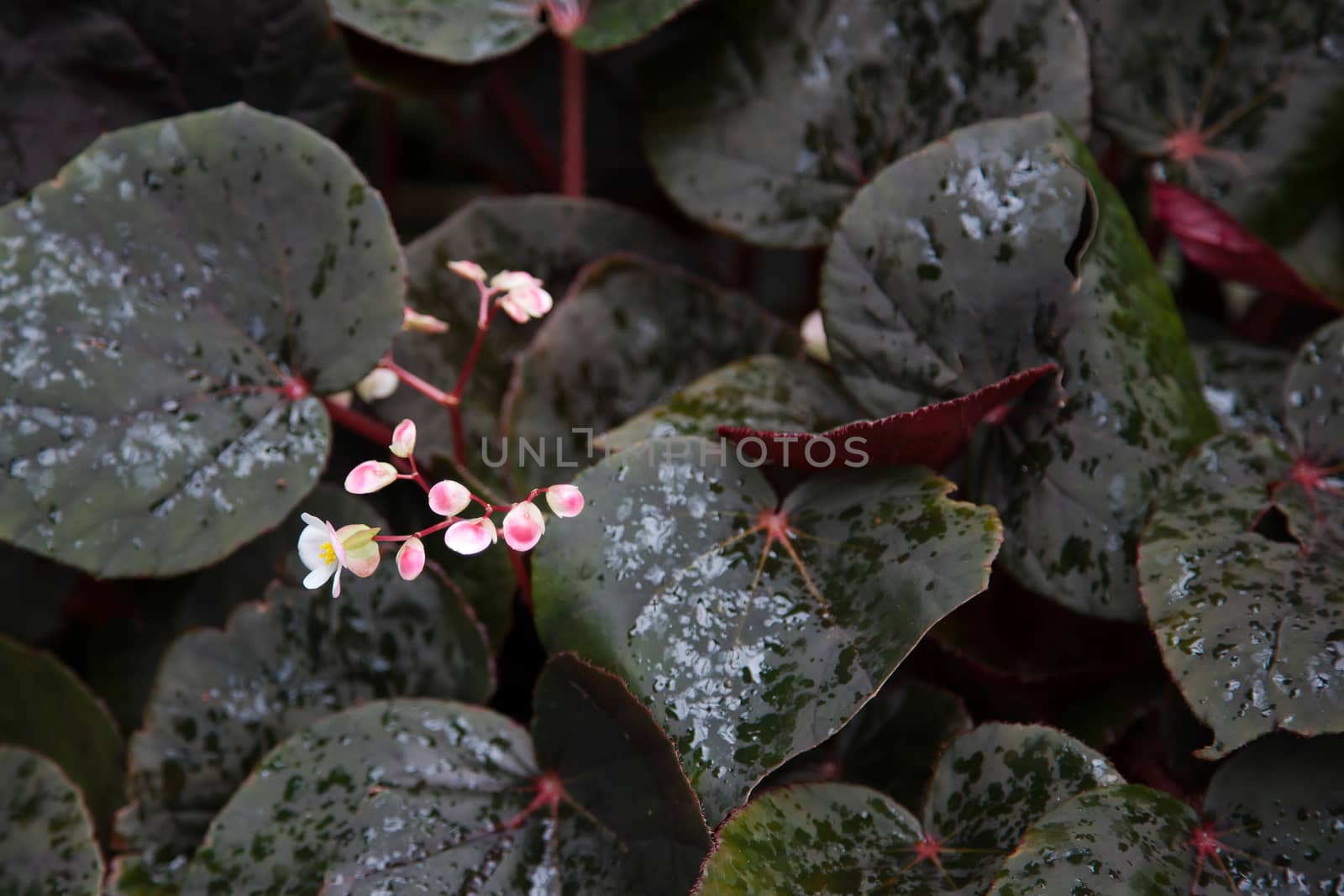 Begonia "Party Blanc" (semperflorens)
