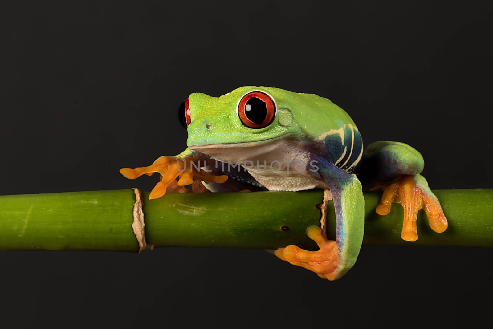 A close photograph of a red eyed tree frog balancing on a bamboo shoot against a black background