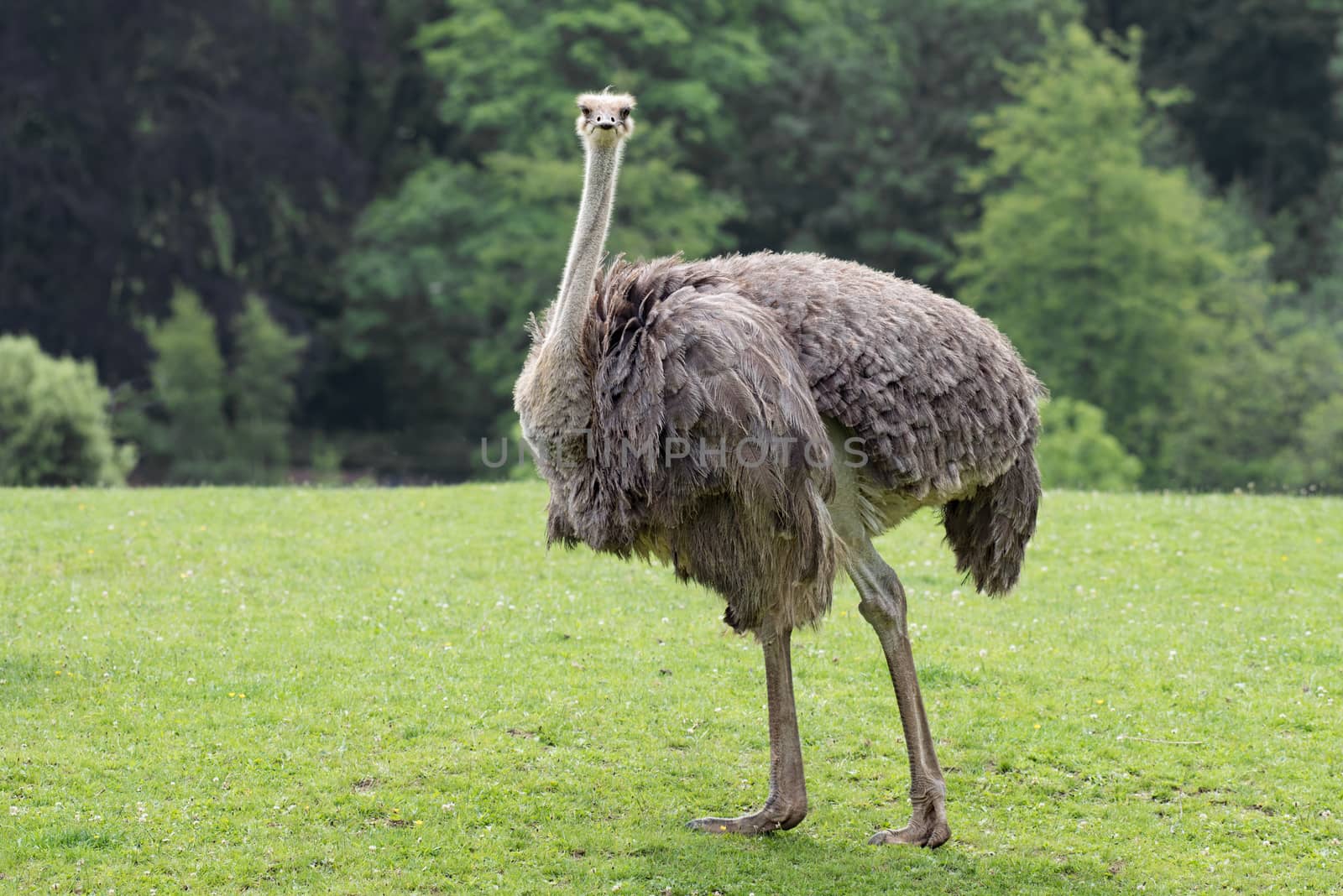 Close portrait of an ostrich standing in a field looking forward against a natural background