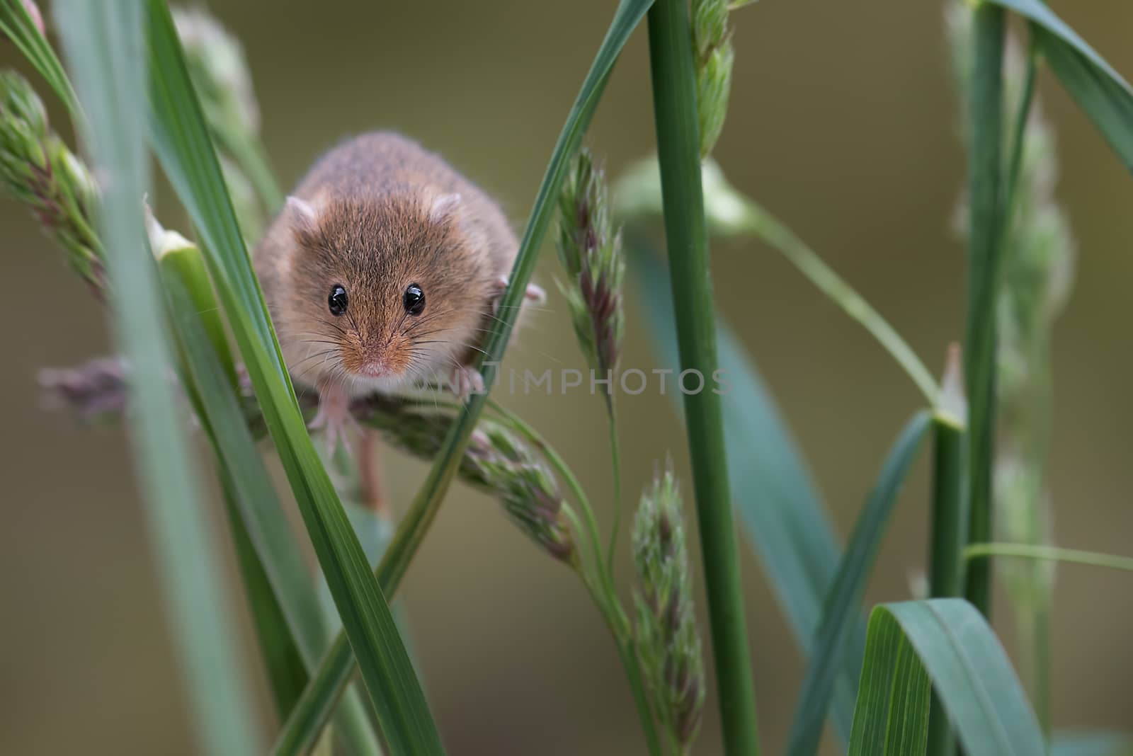 Harvest mouse by alan_tunnicliffe