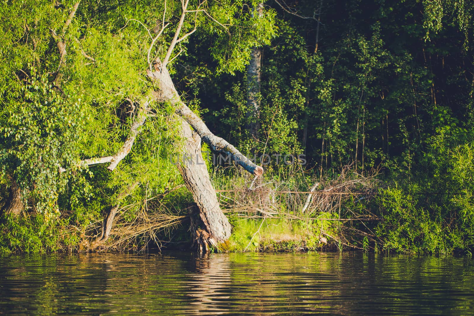 The reed and broken tree in water. Senej lake. by boys1983@mail.ru