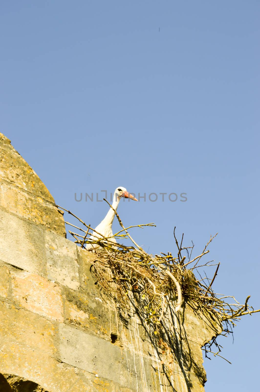 Stork in its nest perched on the portico of the church of Saint-Maurice in Damvillers in the north of France
