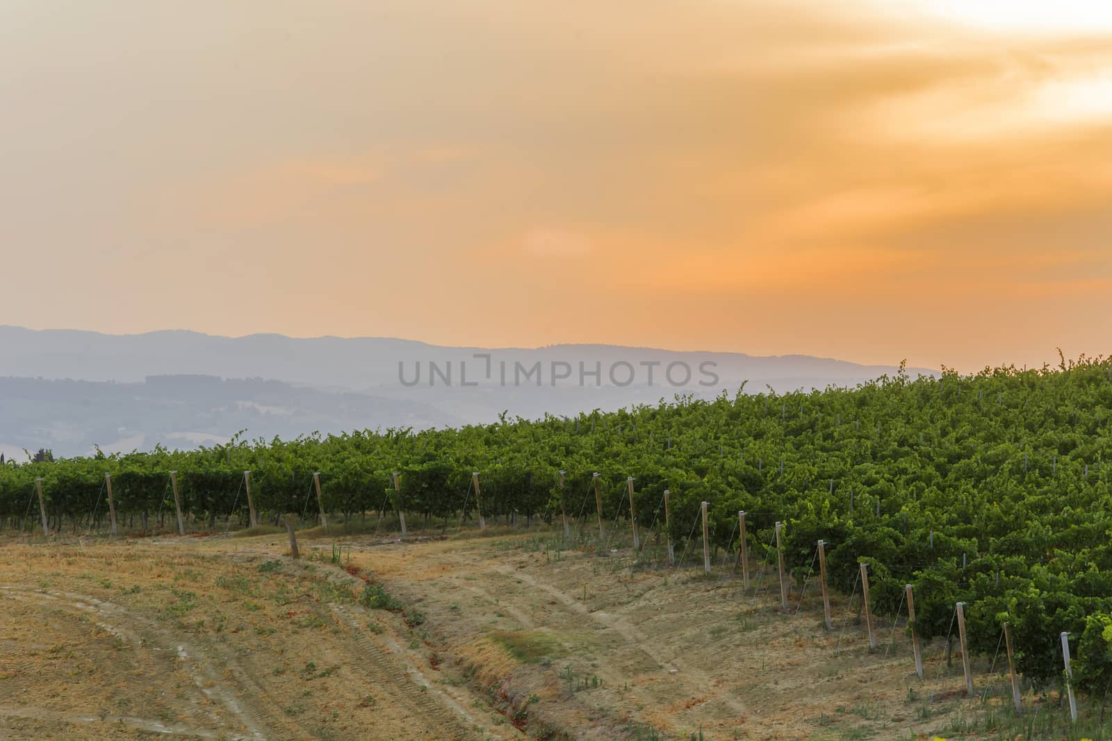 Green italian countryside with a path in the vineyard at sunset