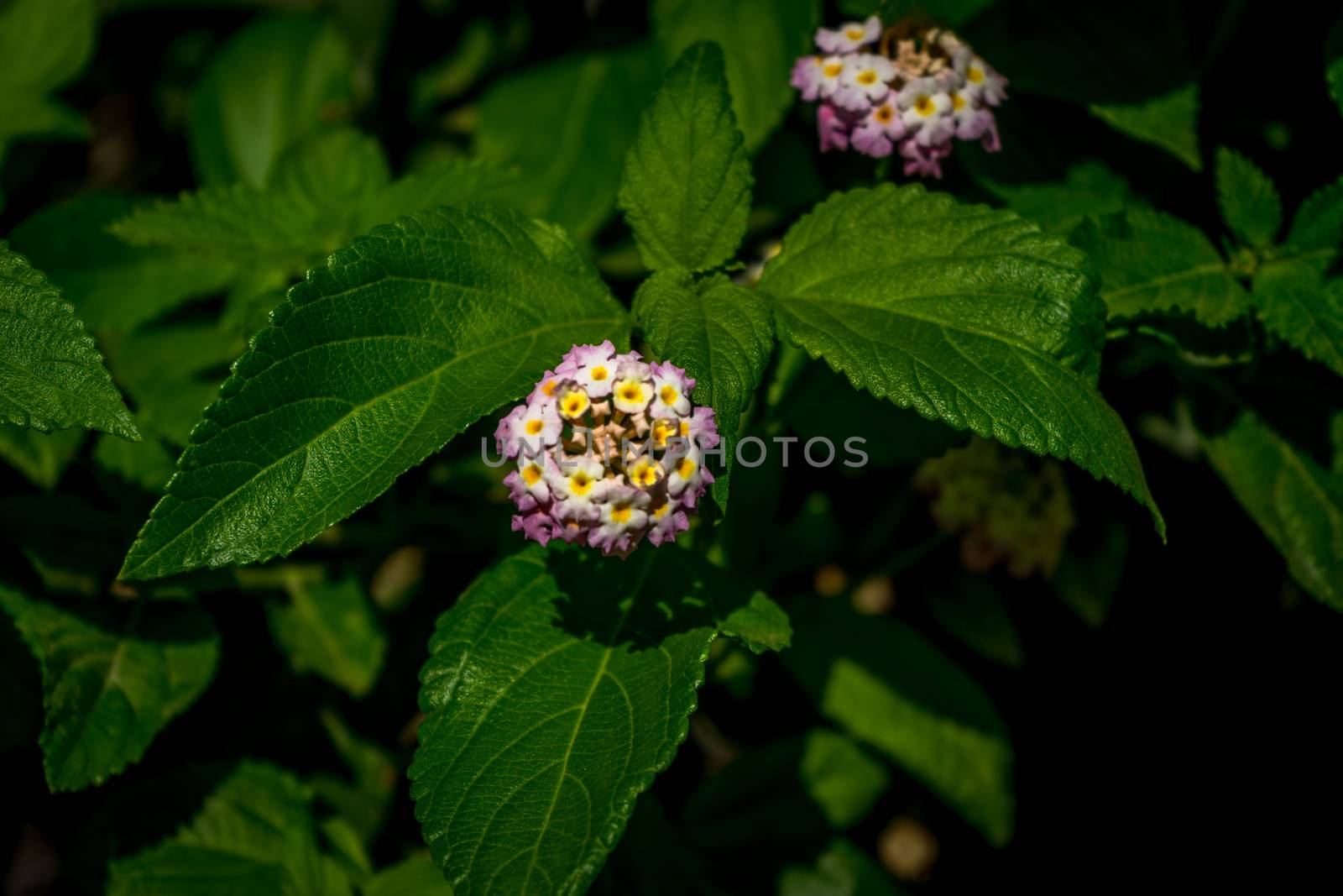 A blue flower with a green leaf in Seville, Spain, Europe by ramana16