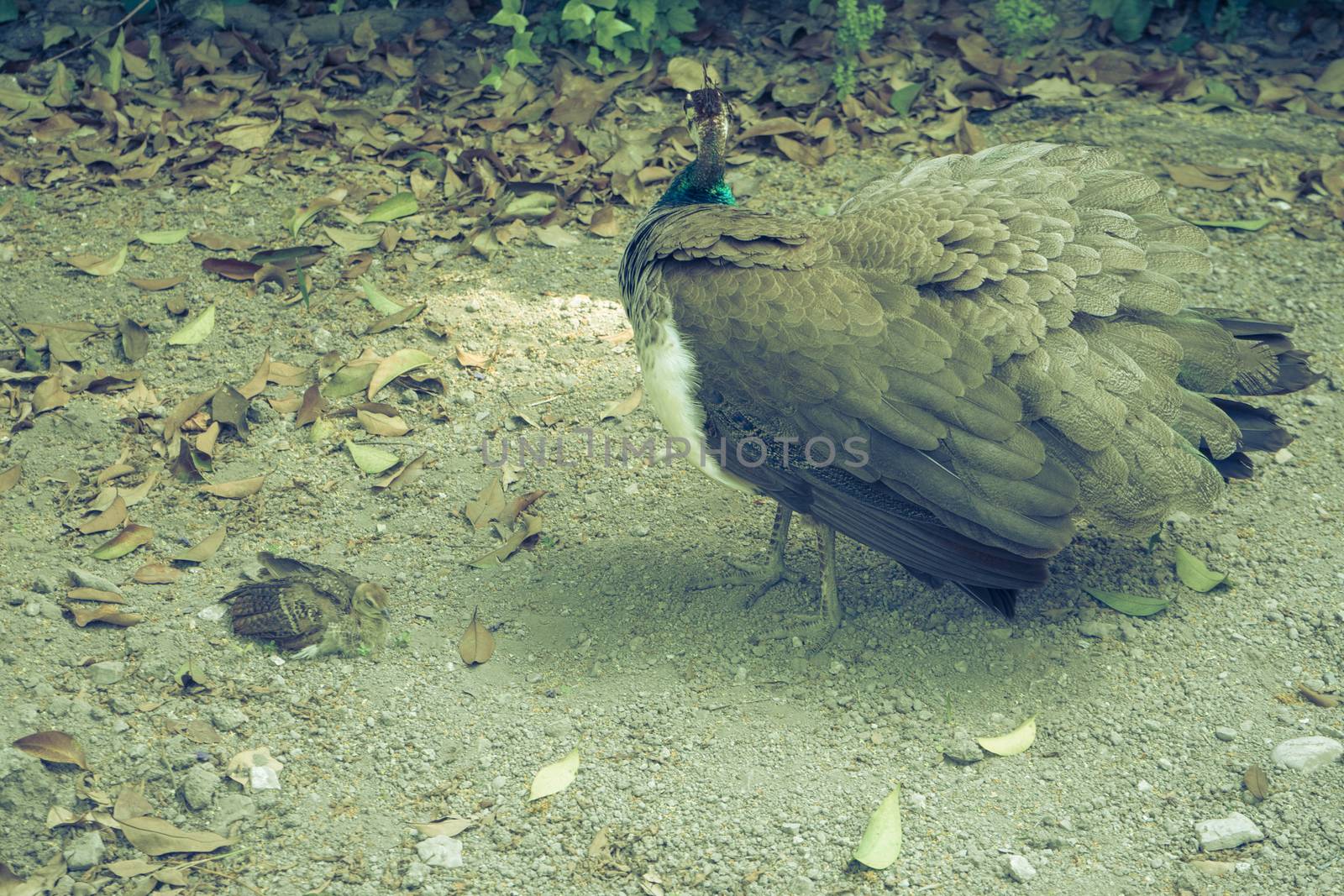 A peahen and its baby in Seville, Spain, Europe