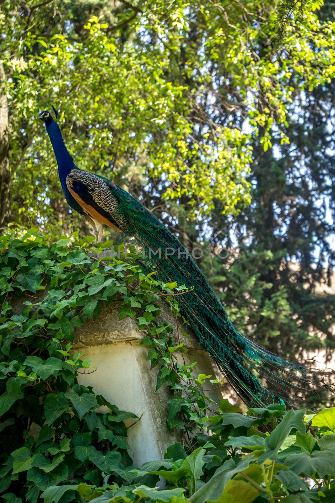 A peacock perched on a wall in a garden in Seville, Spain, Europ by ramana16