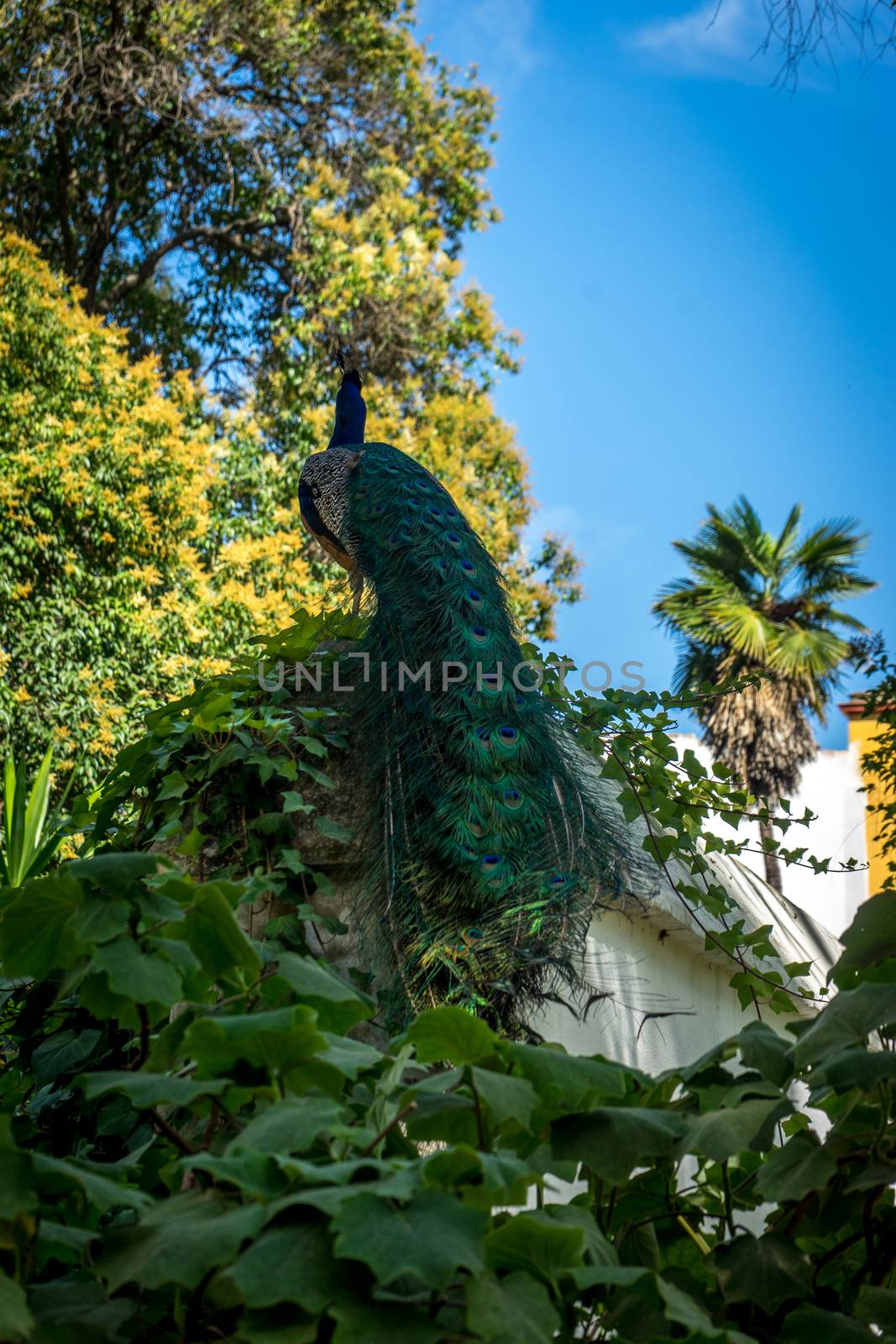 A peacock perched on a wall in a garden in Seville, Spain, Europe