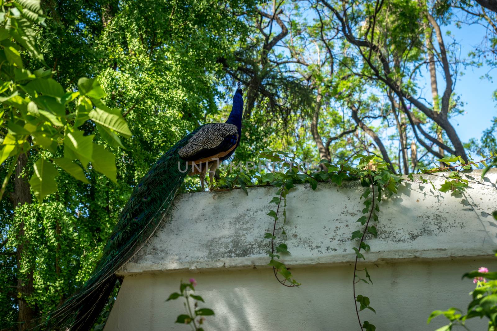 A peacock perched on a wall in a garden in Seville, Spain, Europ by ramana16