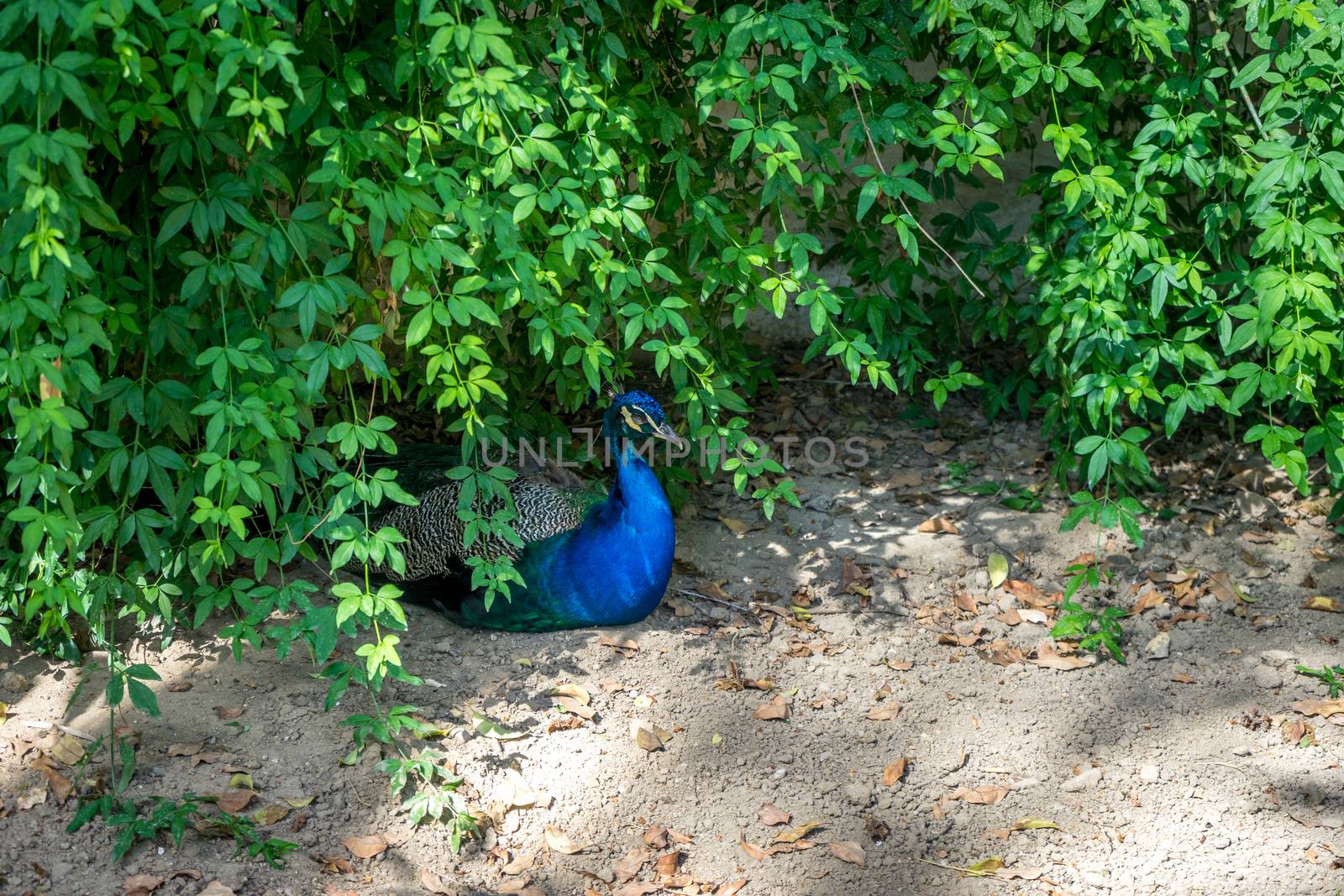 A peacock resting in the shades of a plant in a garden in Seville, Spain, Europe