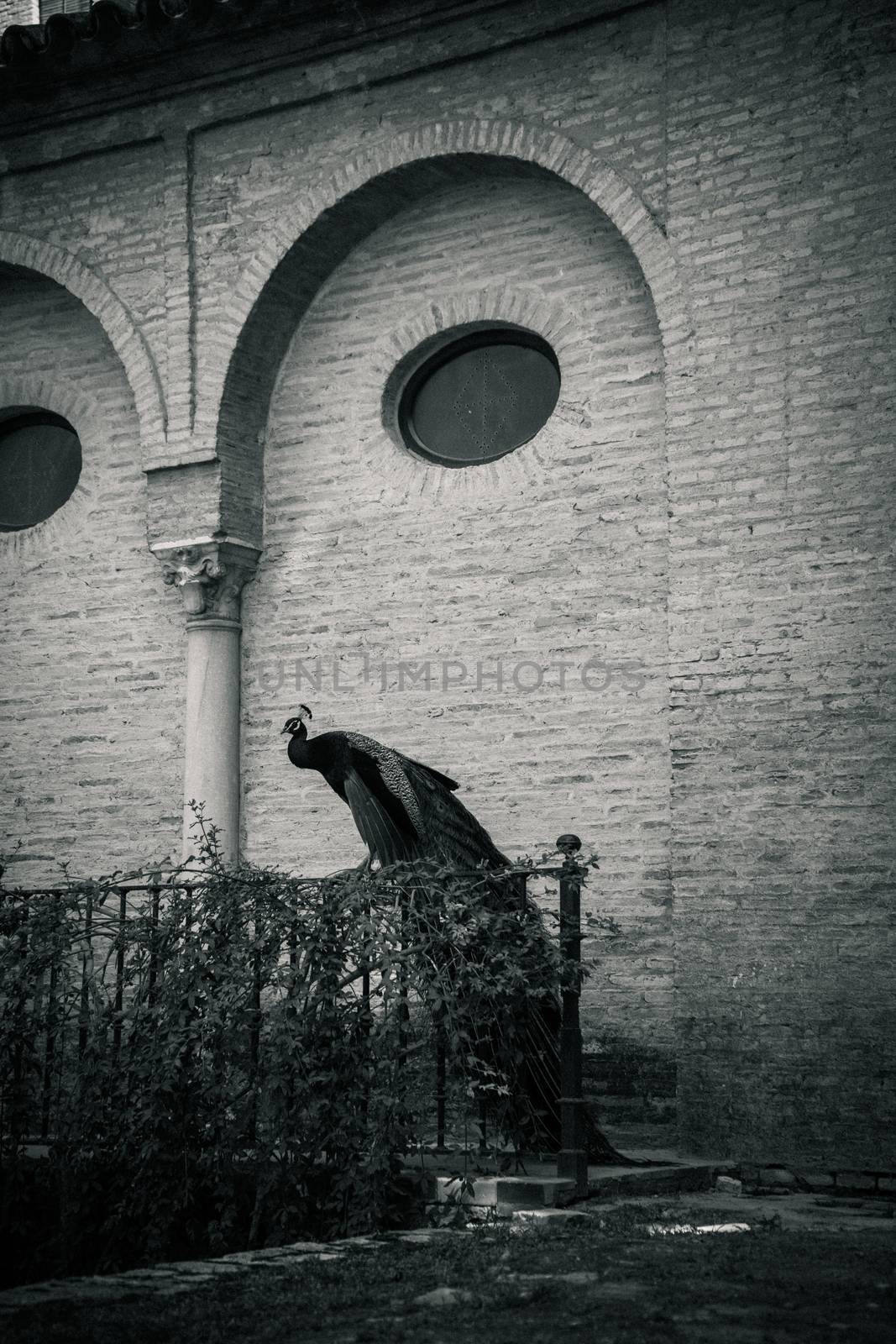 A peacock perched on a wall in a garden in Seville, Spain, Europ by ramana16