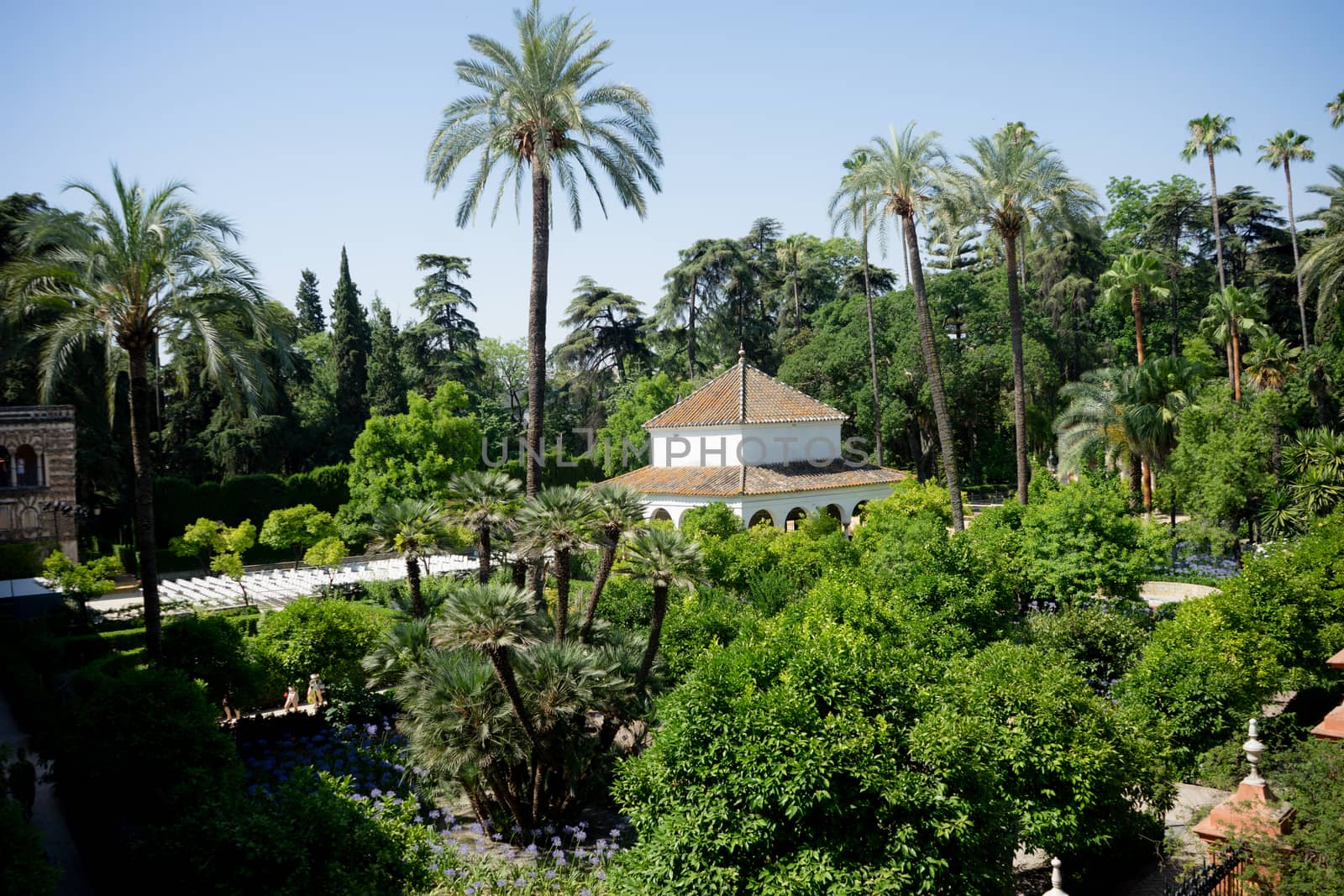 Seville, Spain - June 19: The palm tree in the Alcazar garden, Seville, Spain on June 19, 2017.