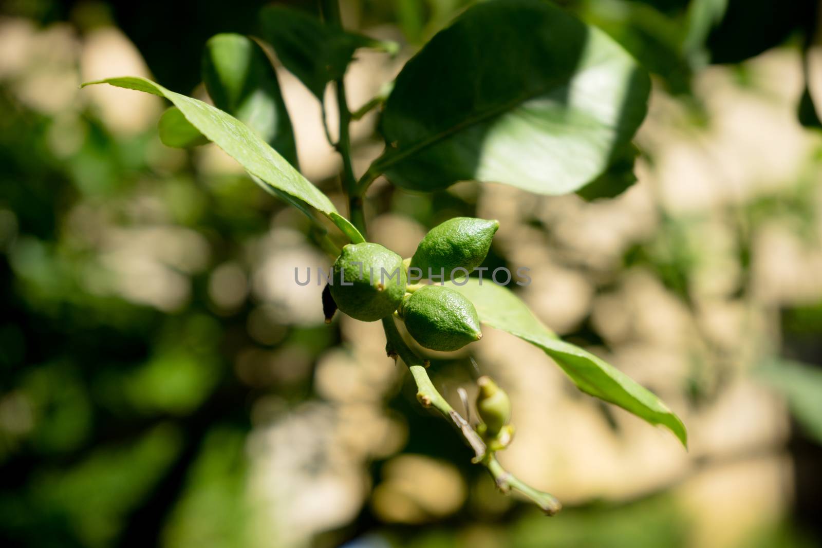 Orange tree in a garden in Seville, Spain, Europe