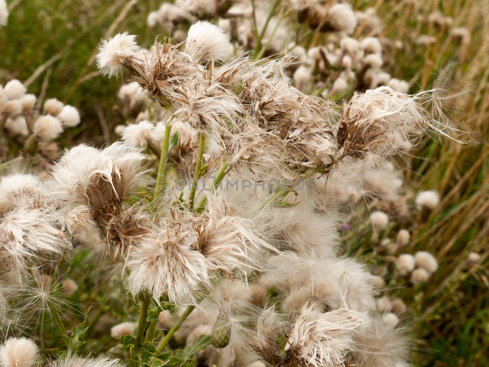 white fluffy milk thistle reed heads swaying in wind; England; UK