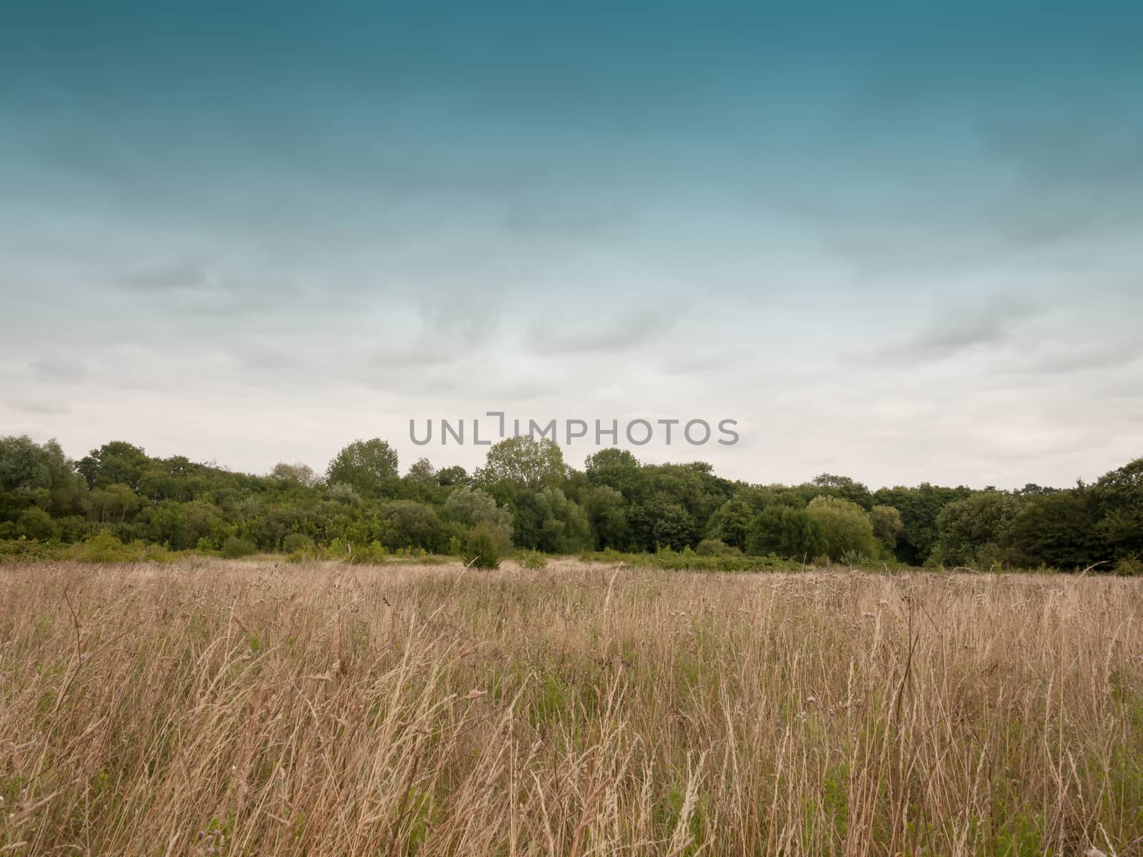 a field outside empty with golden grass and sky; England; UK
