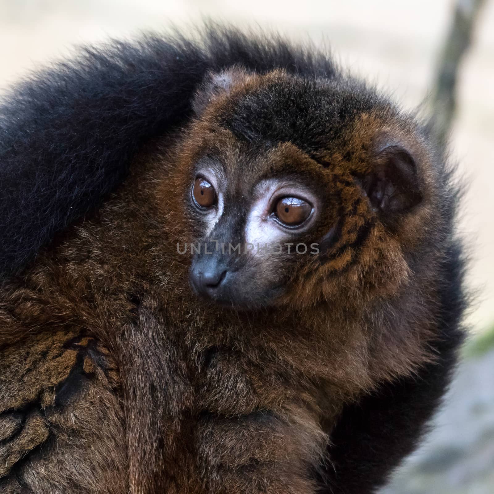 Black Lemur (Eulemur macaco)