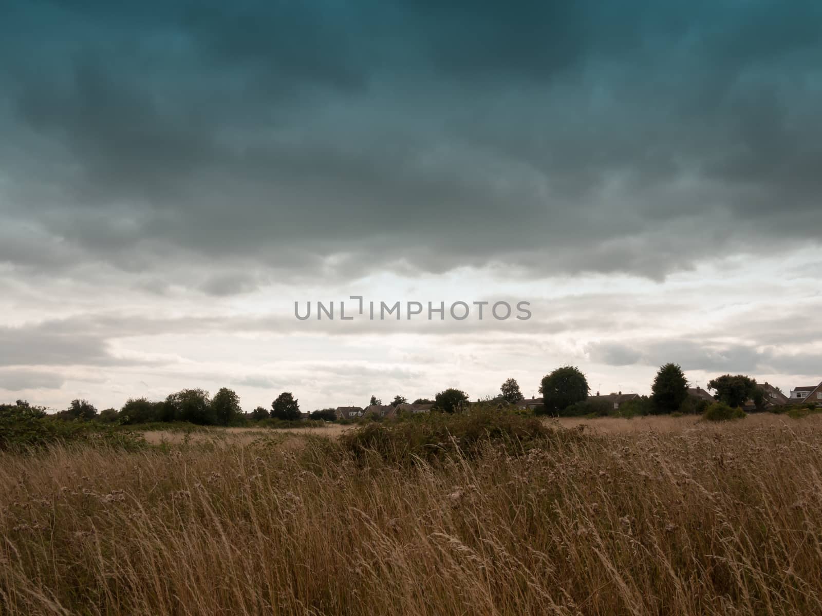 an empty back field lot with reeds grass and sky; England; UK