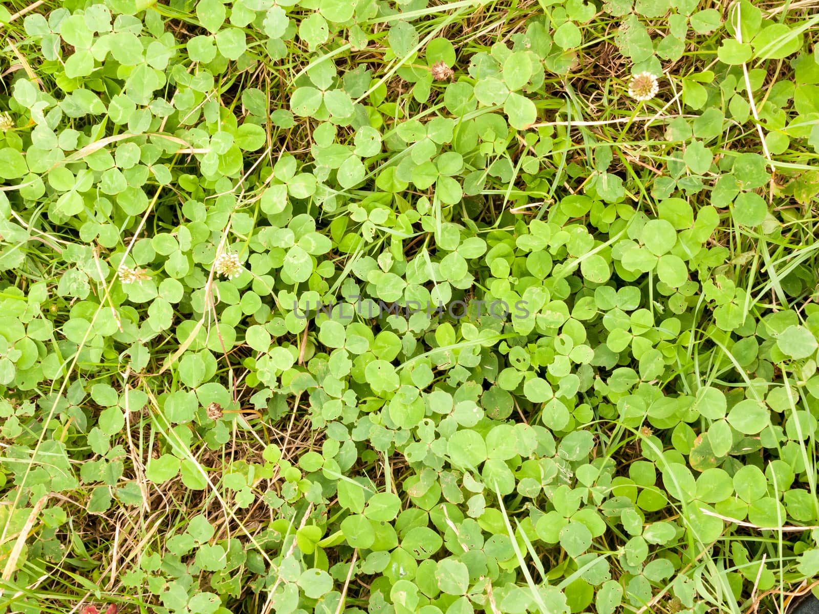 green pretty foliage flooring texture and pattern; England; UK