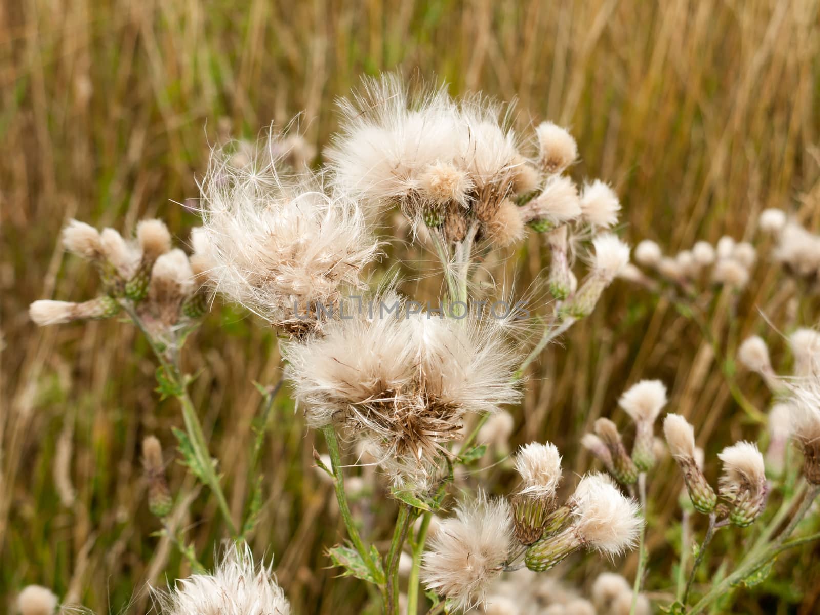 white fluffy milk thistle reed heads swaying in wind; England; UK