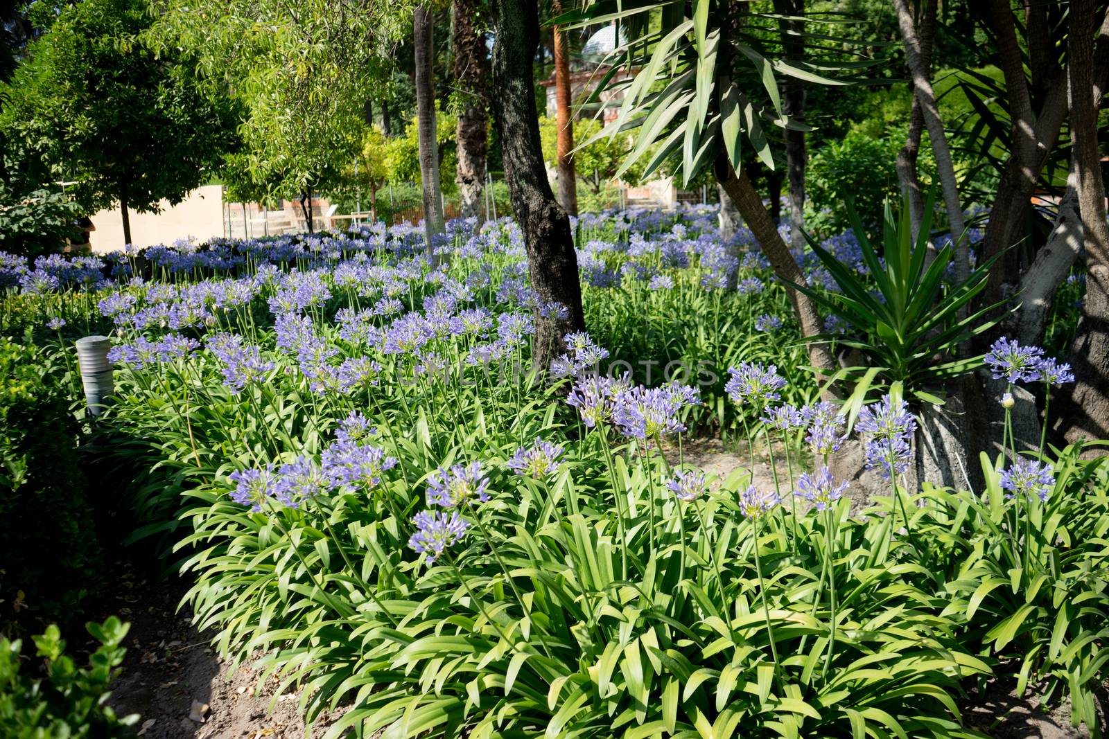 Blue flower plants and greenery in a garden in Seville, Spain, E by ramana16