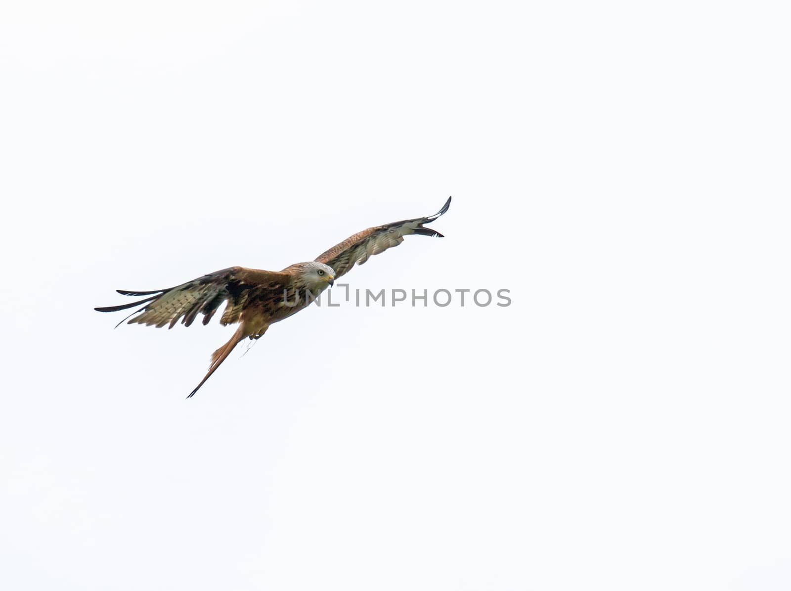 Red Kite against cloudy sky.