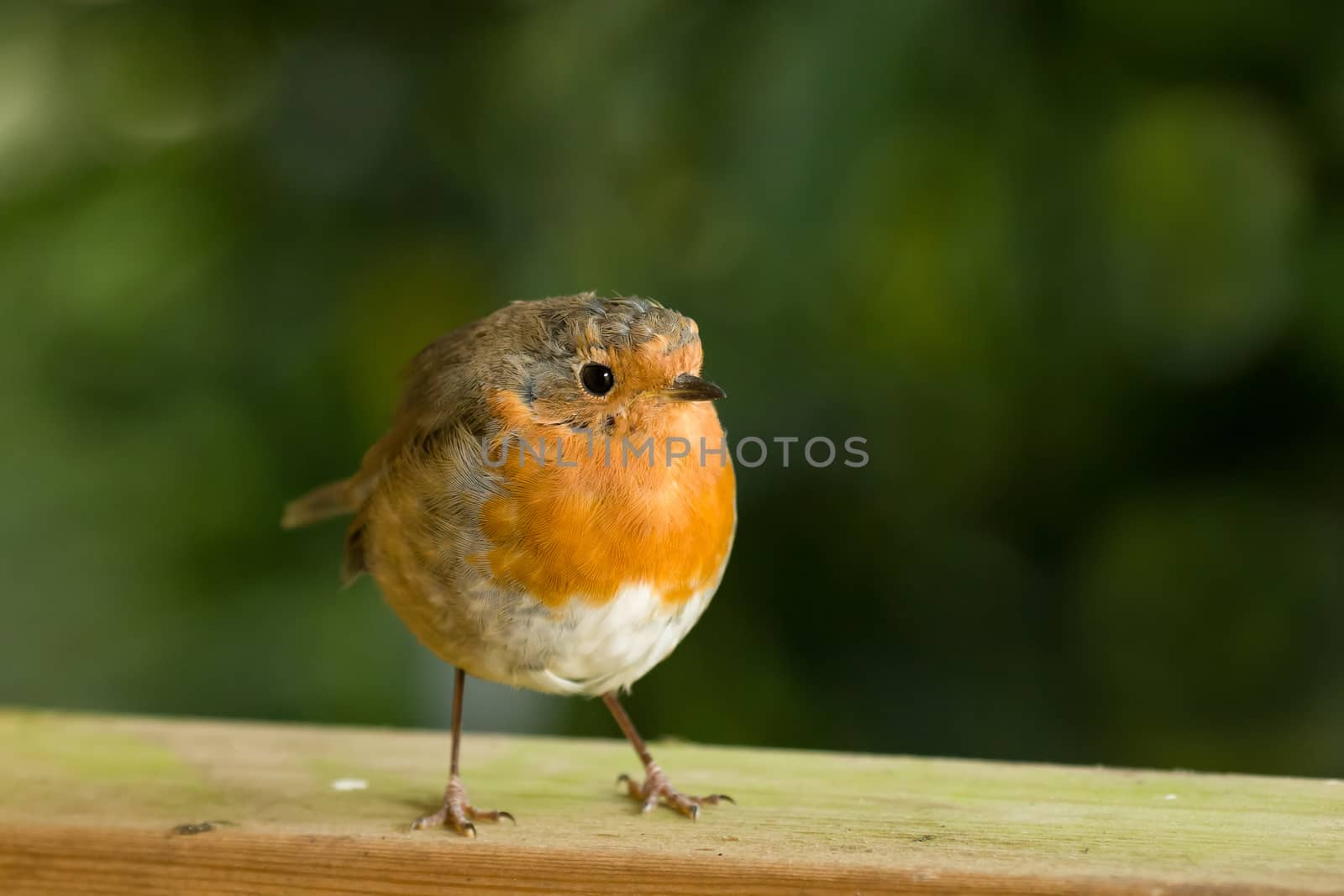 European Robin on fence.