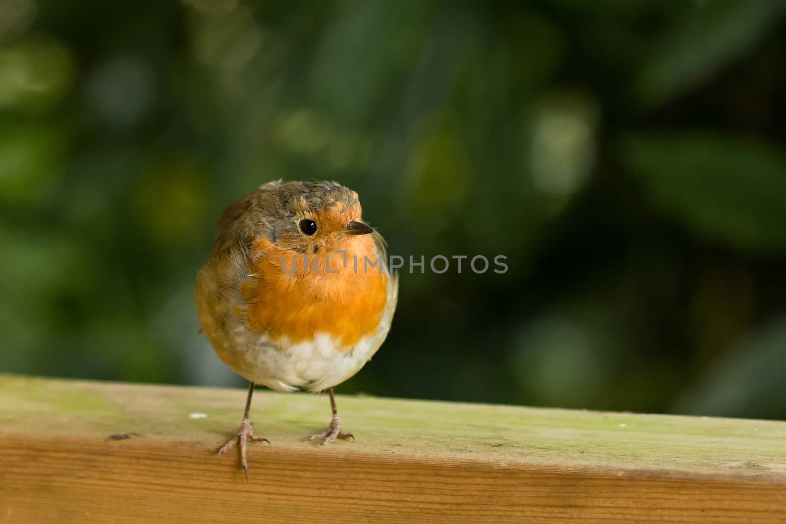 European Robin on fence looking to its left