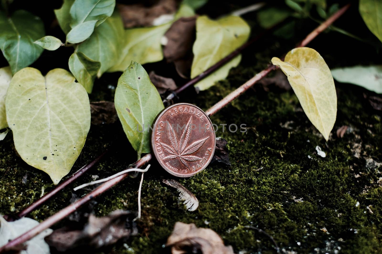 Brass coin cannabis leaglize it sativa in green natural place.