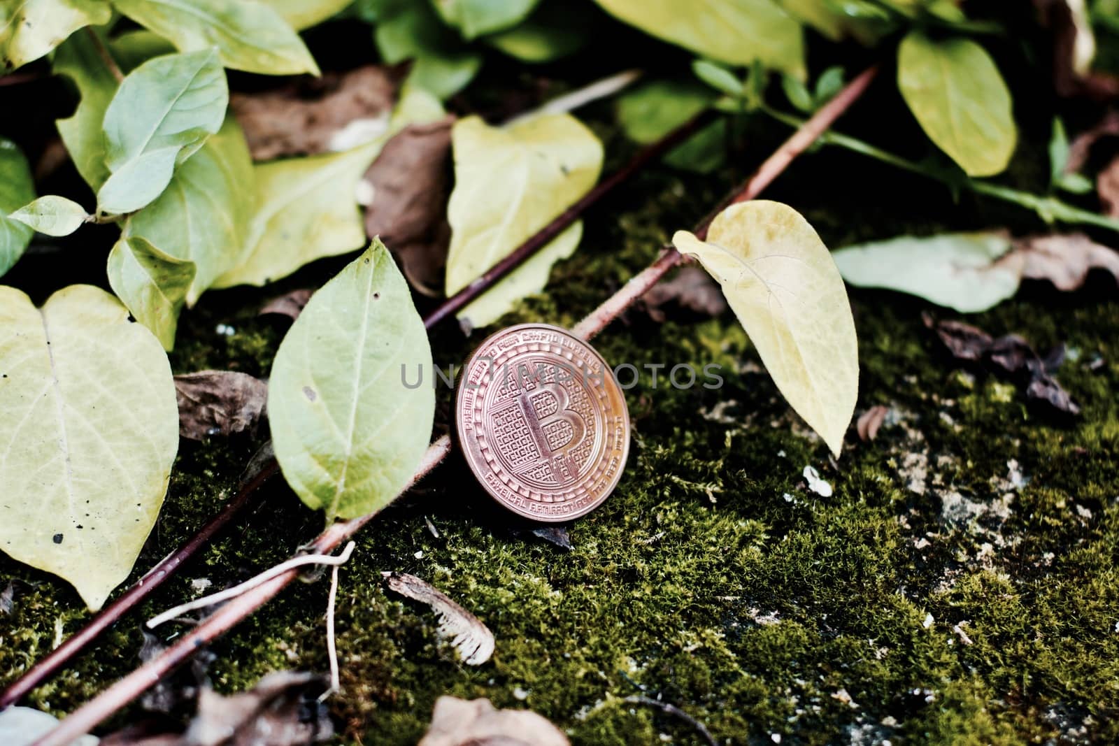 Digital currency physical brass bitcoin coin near plants and green leafs in garden.