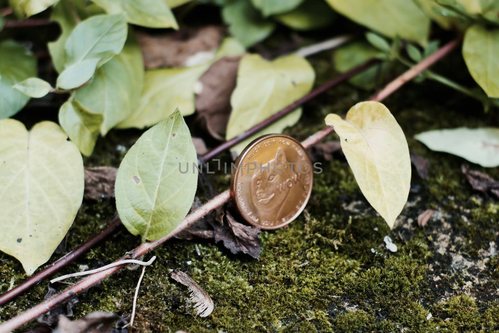 Digital currency physical brass dogecoin coin in garden near green leafs and plants.