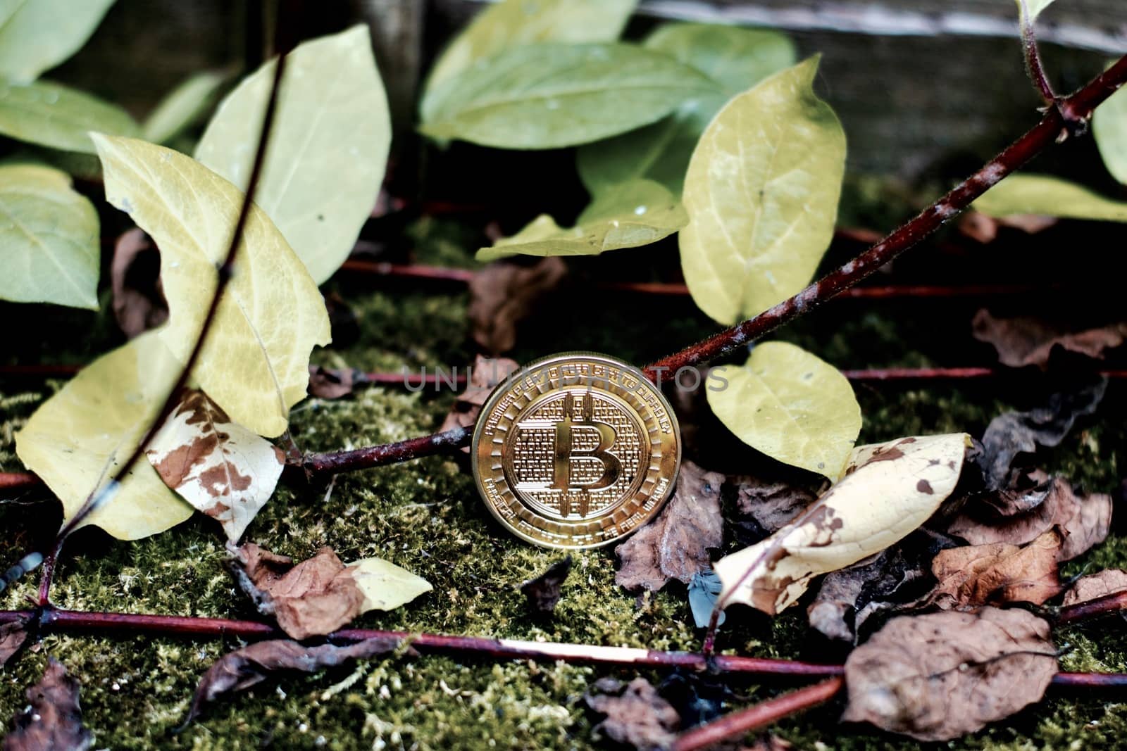 Digital currency physical gold bitcoin coin in forest near green leafs and brown plants.