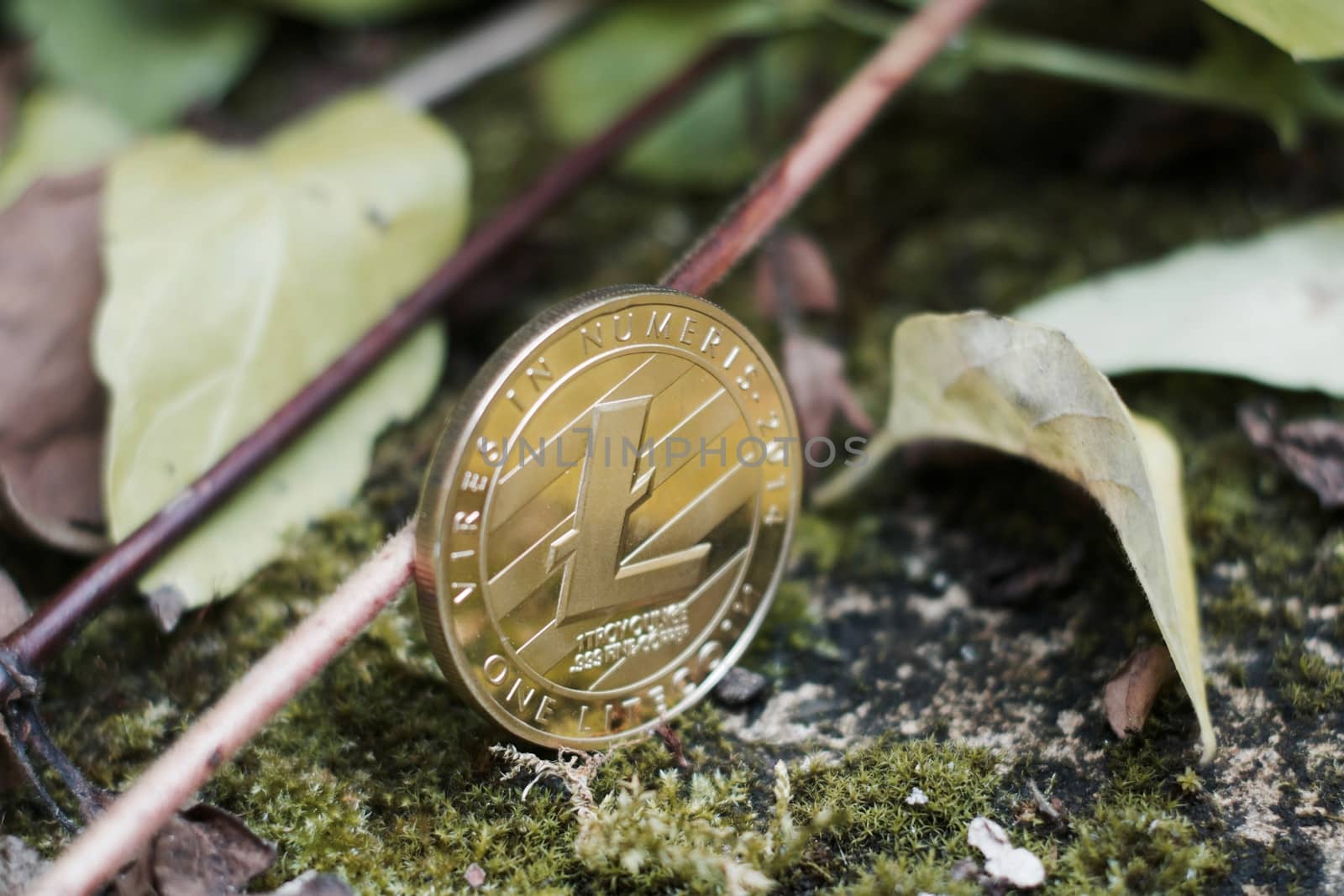 Digital currency physical gold litecoin coin in forest near plants and leafs.