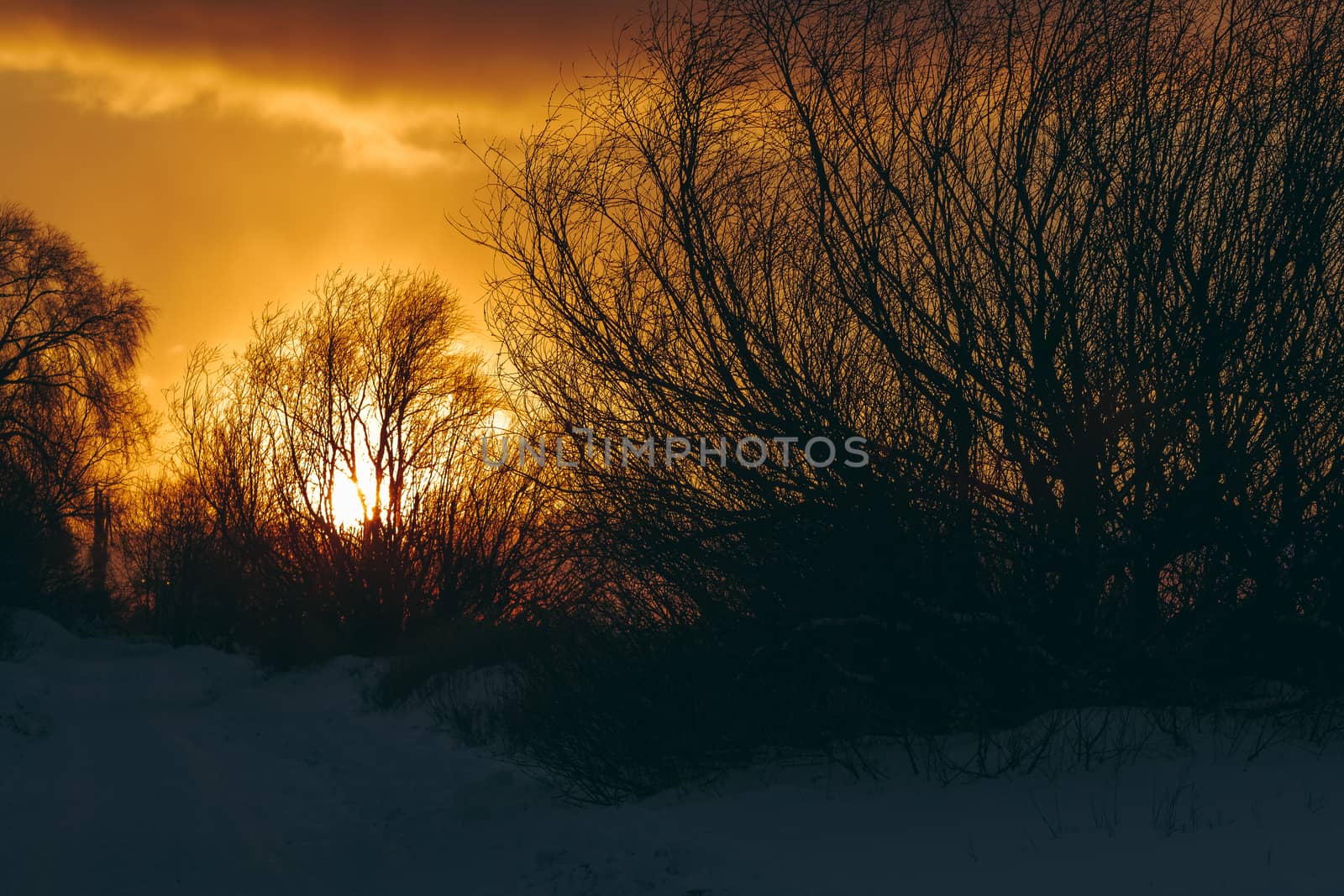 Hot yellow winter sunrise against the trees without leaves