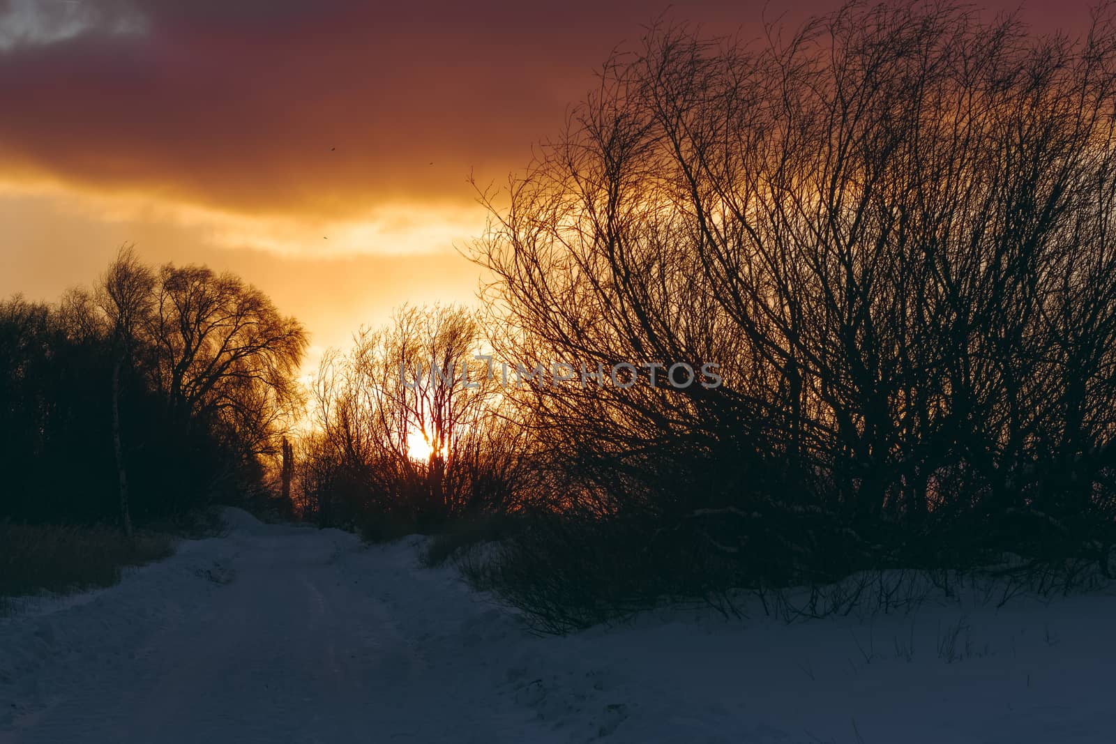 Hot yellow winter sunrise against the trees without leaves