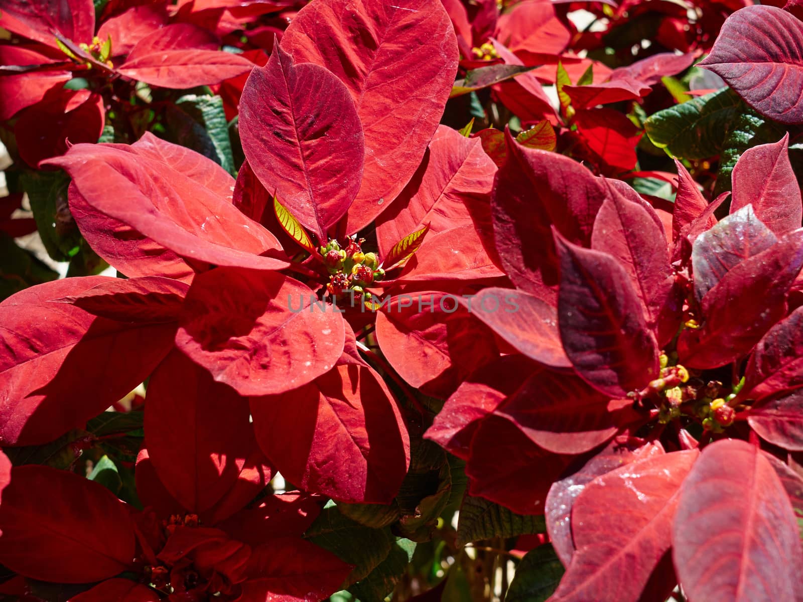Blooming red Poinsettia Christmas plant flower by Ronyzmbow