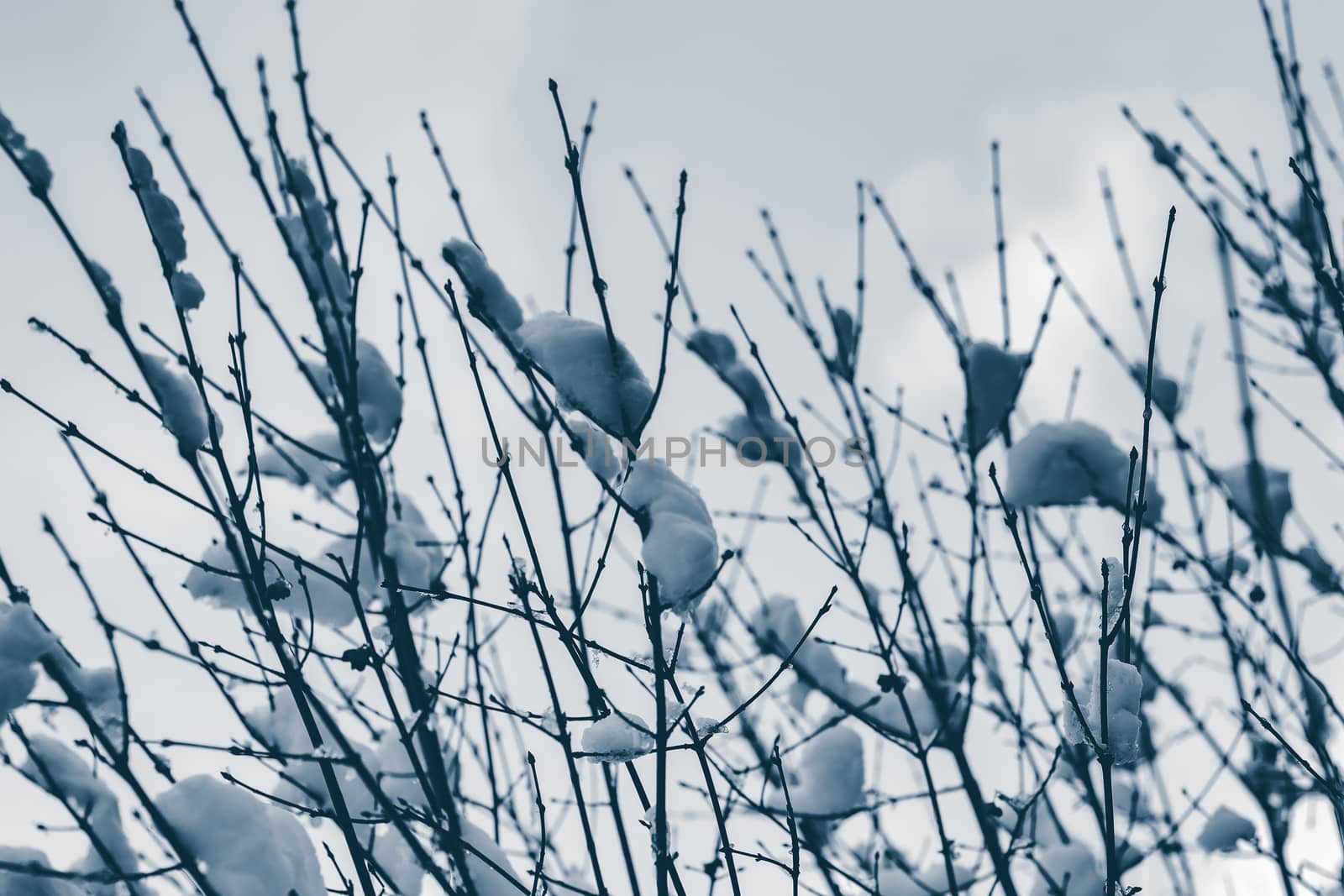 Cold winter snowy landscape at middle of the day. Monochrome