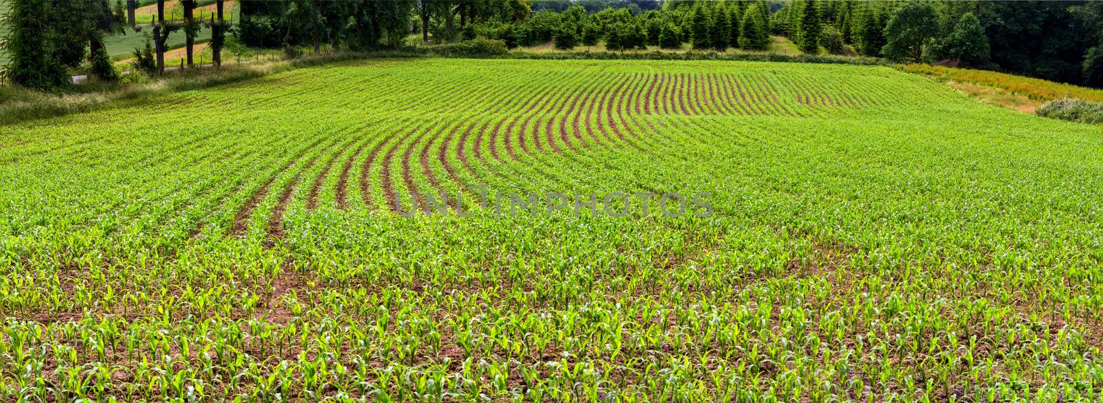 Panoramic view, rows of corn seedlings on a field