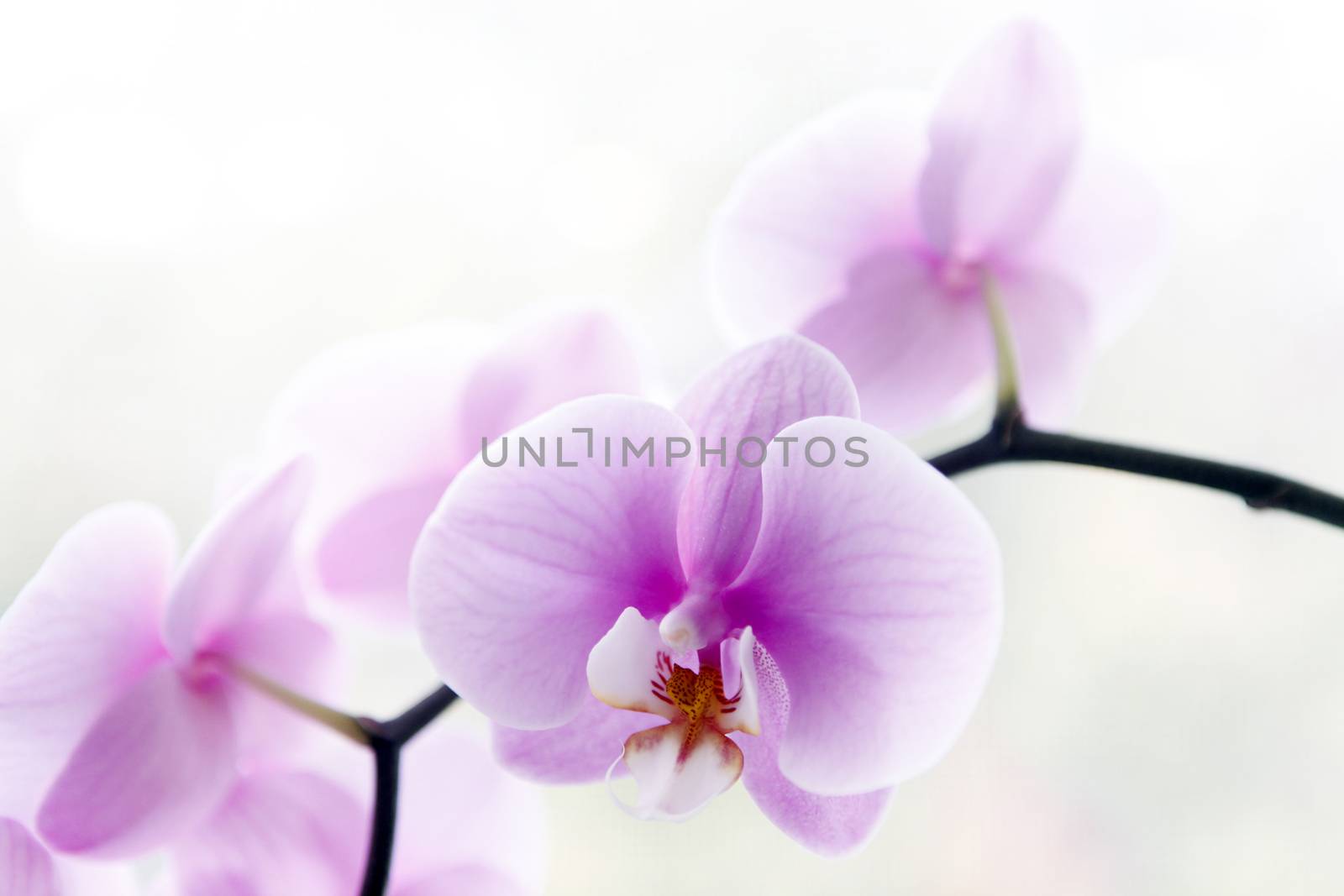 Beautiful pink orchid flowers isolated on white