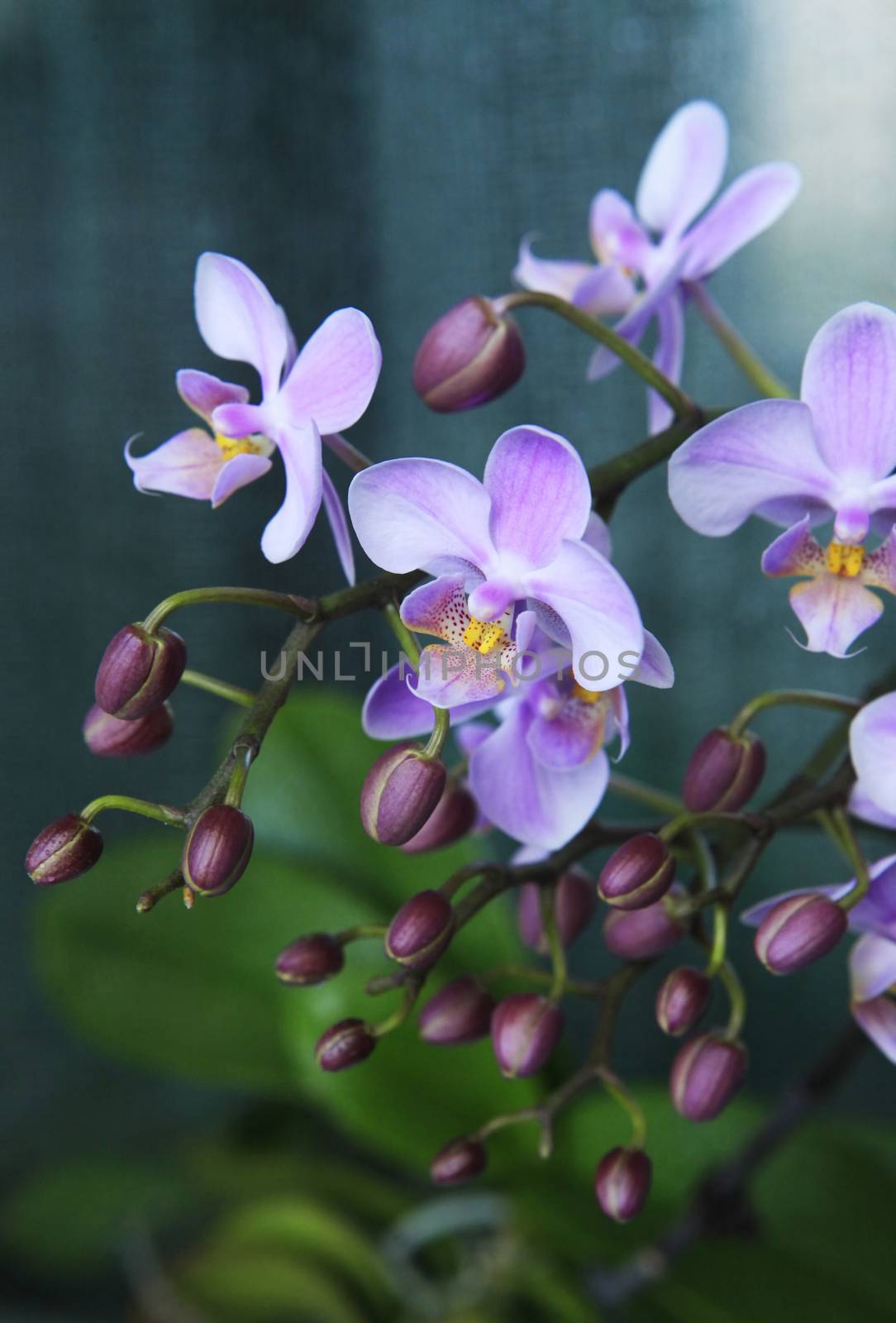 Beautiful pink orchid flowers isolated on green