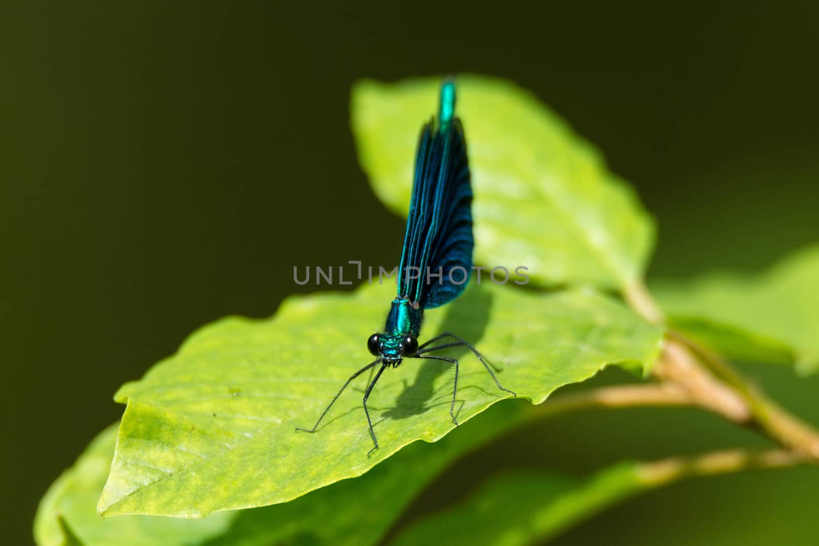 Blue dragonfly on leaf, Russia, summer