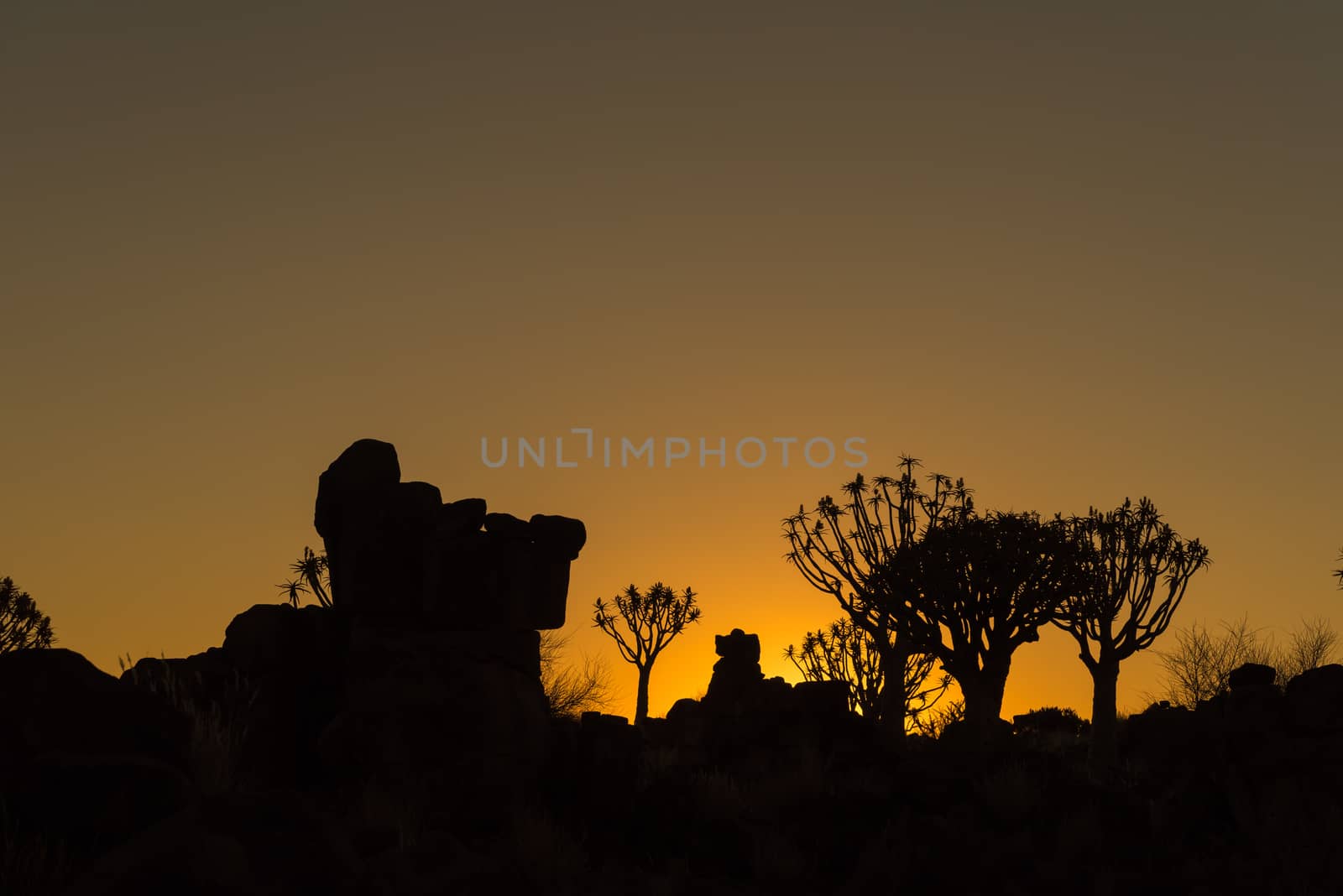 Silhouettes at sunset of quiver trees and rocks at the forest at Garas Park Rest Camp, near Keetmanshoop on the B1-road  to Mariental