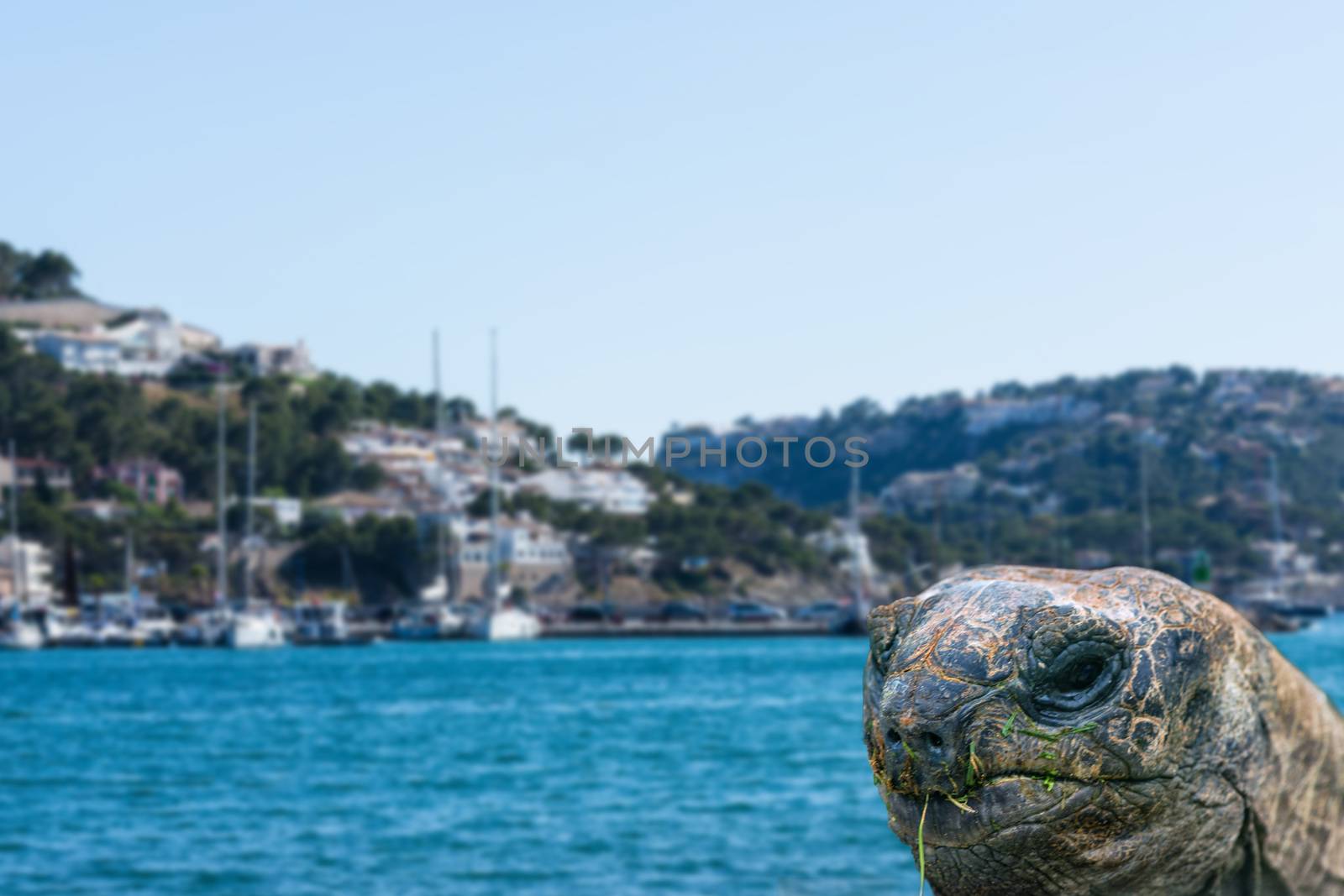 Giant turtle in front of blue sea in a book, background intentional blur.