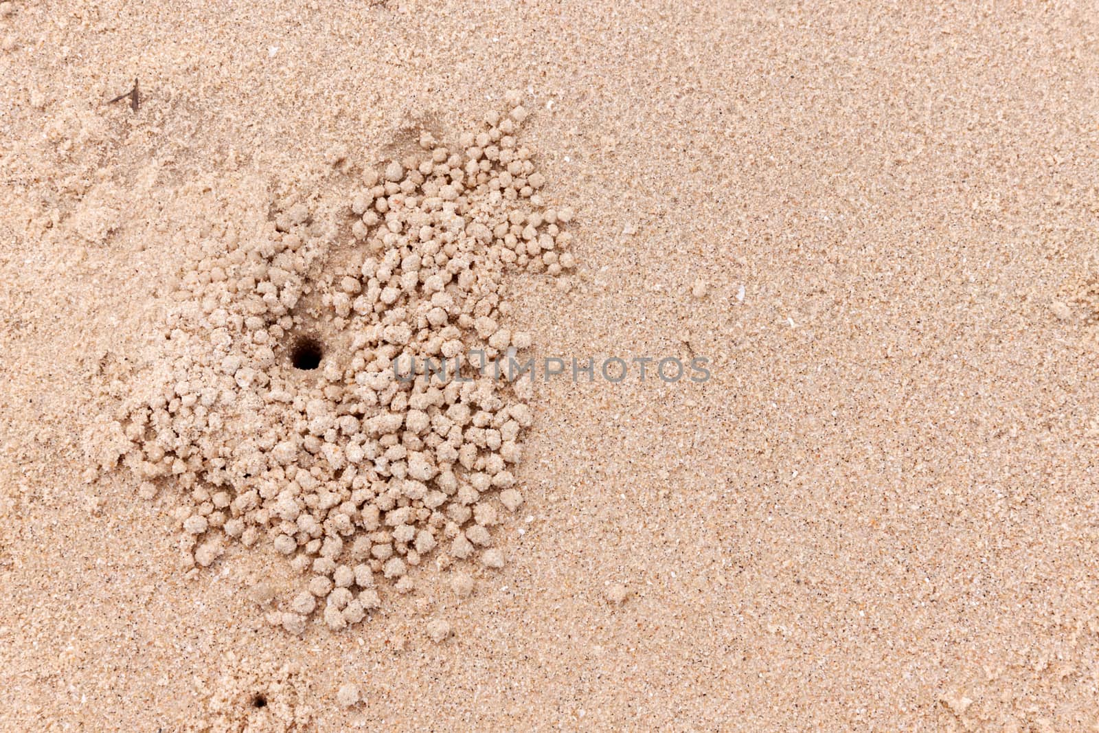 Rubbish Ghost crab on sand seaside in nature