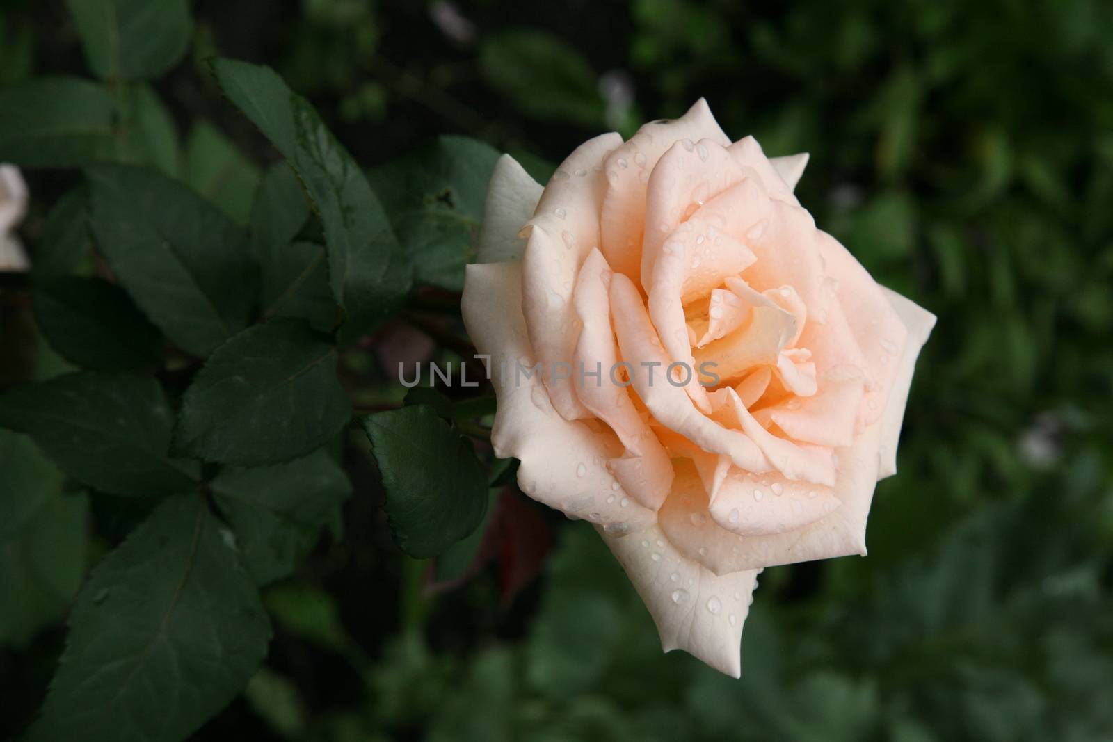beautiful cream rose with rain drops in early morning on dark green nature background