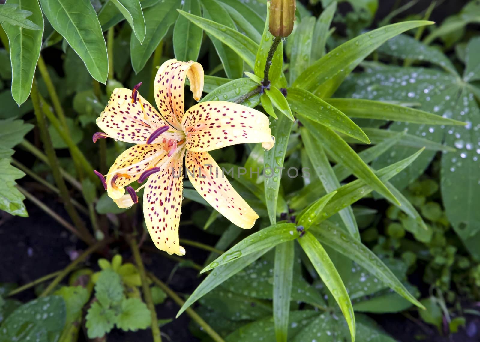 young yellow tiger Lily with raindrops on green nature background