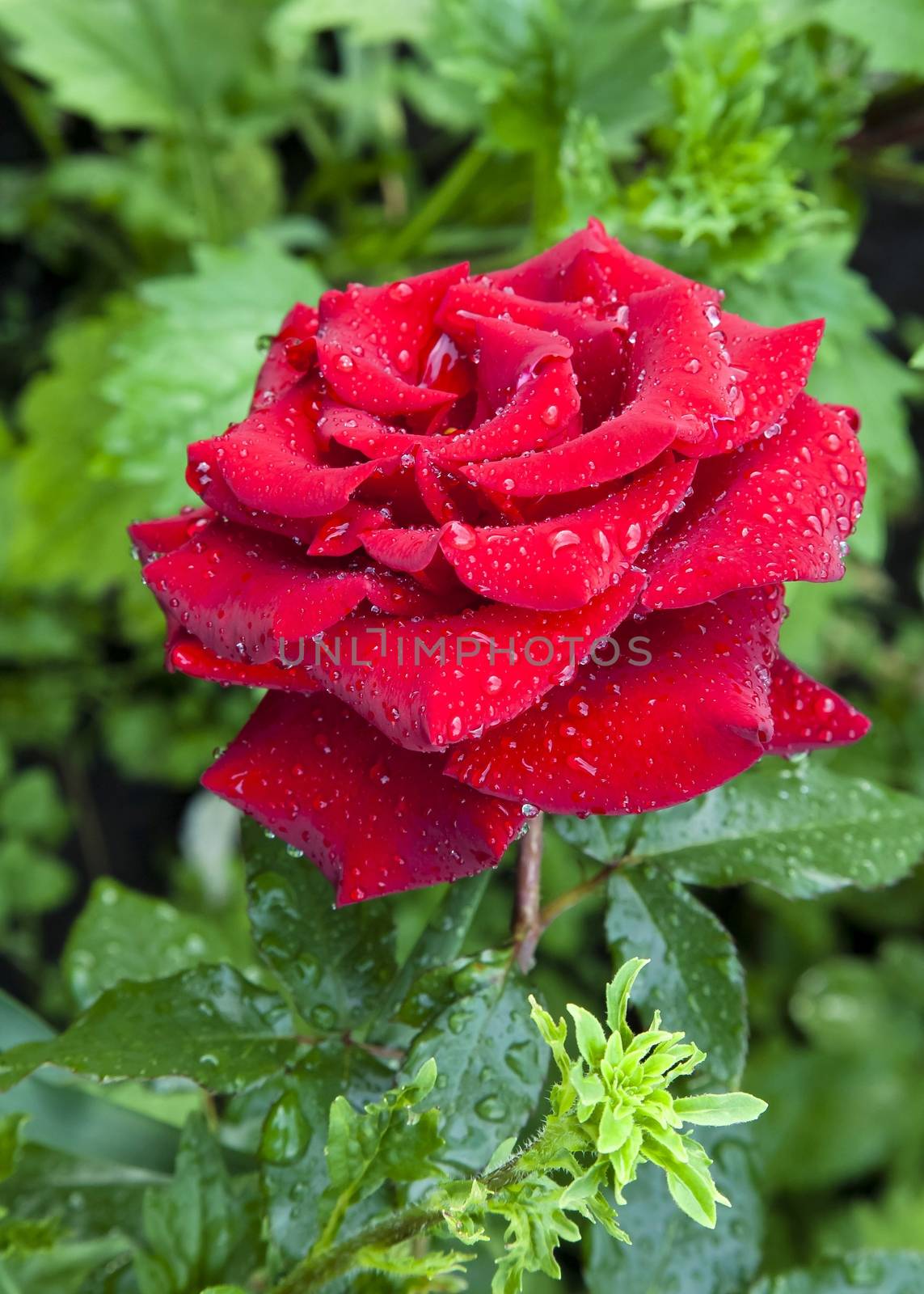 beautiful red rose with rain drops in early morning on green nature background