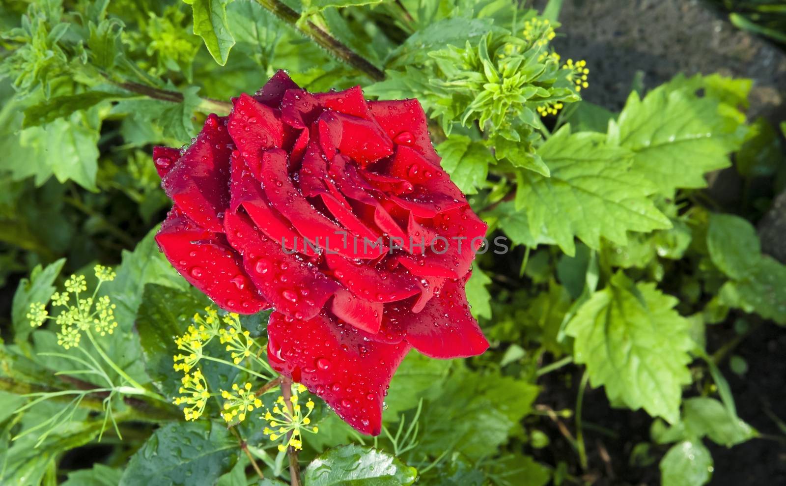 beautiful red rose with rain drops in early morning on green nature background