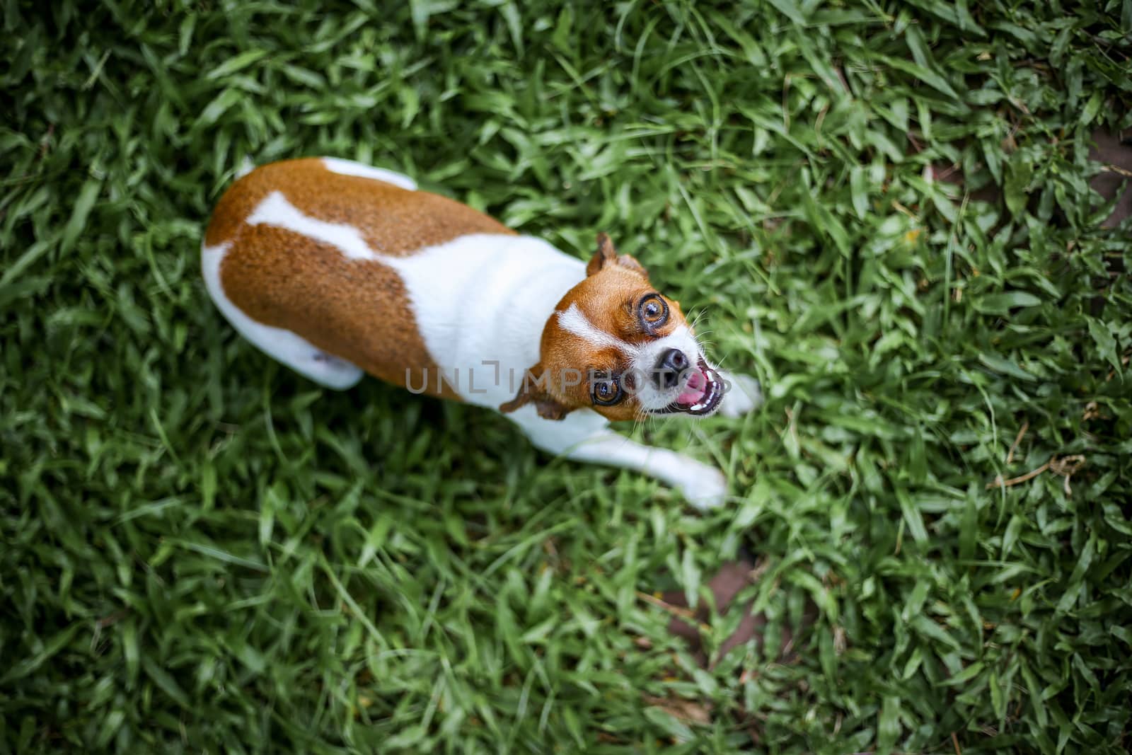 chihuahua dog pet playing in green grass field